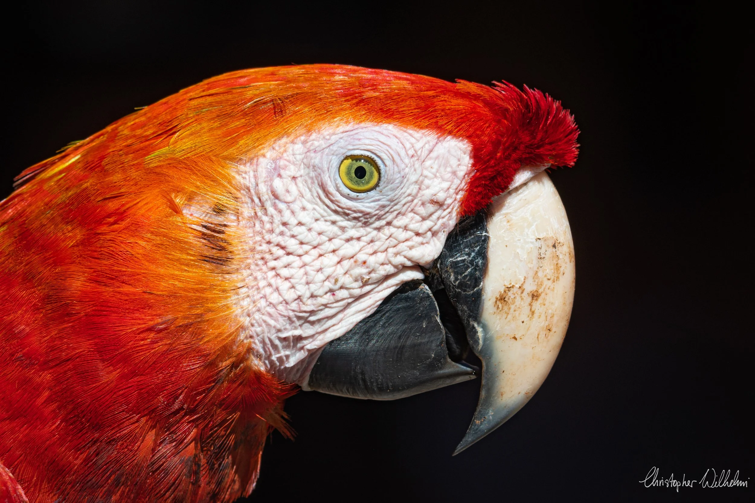 <span>Scarlet Macaw</span><br><em>Tambopata, Peru</em>