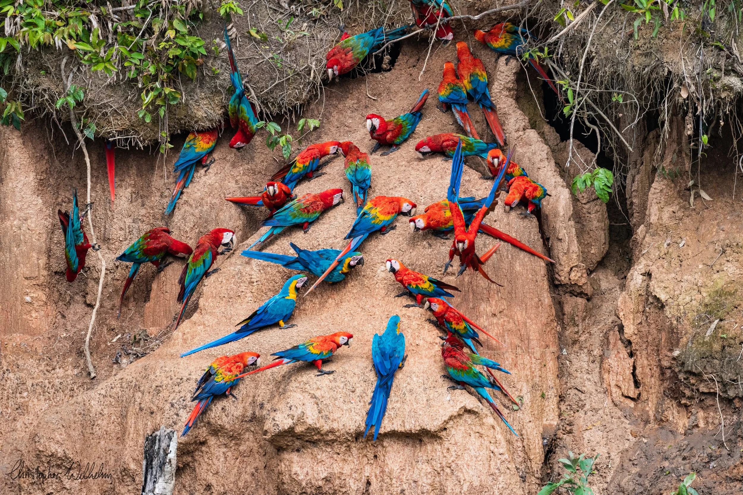 <span>Scarlet Macaw & Red-and-Green Macaw & Blue-and-Yellow Macaw</span><br><em>Tambopata, Peru</em>