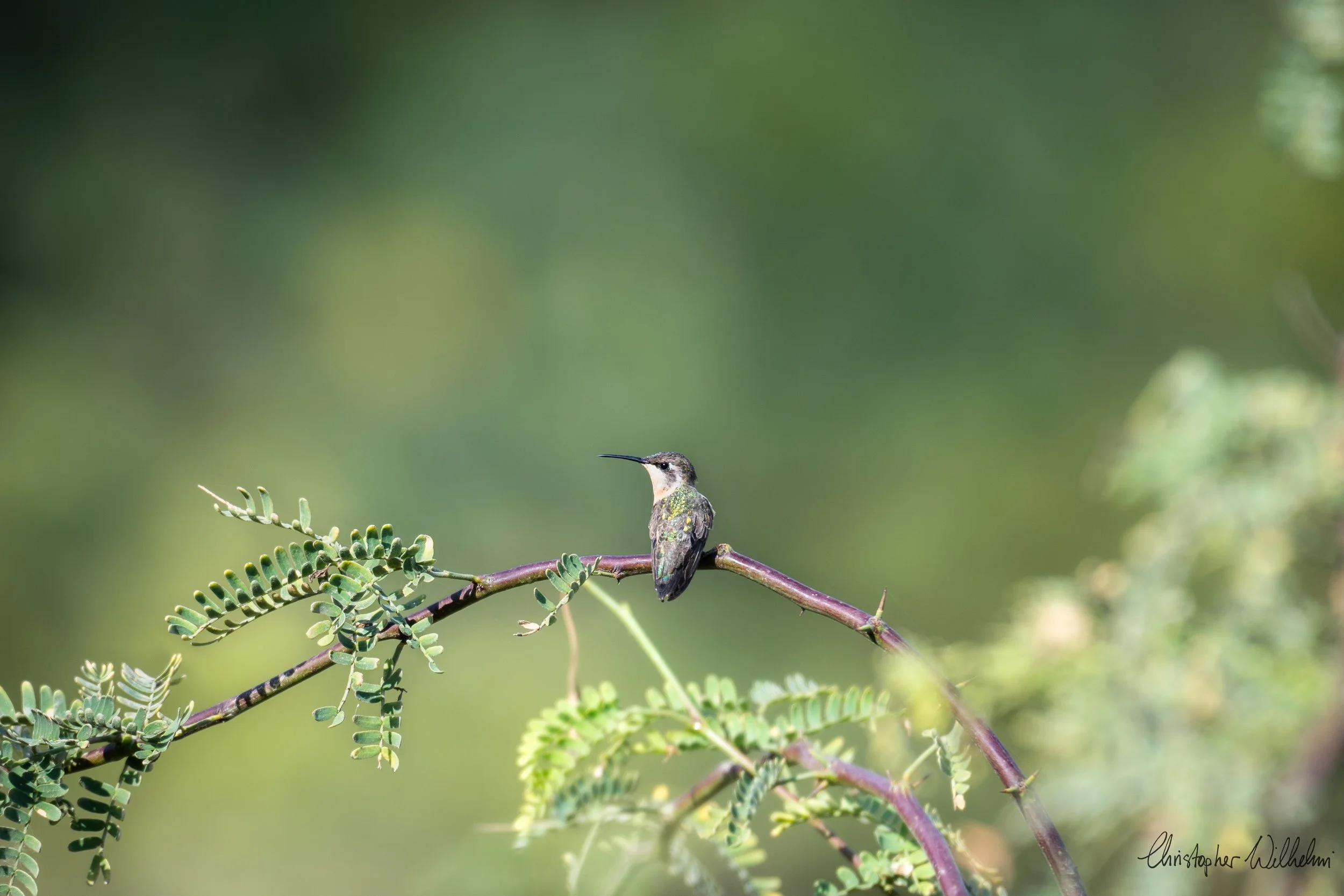 <span>Short-Tailed Woodstar</span><br><em>Tumbes, Peru</em>