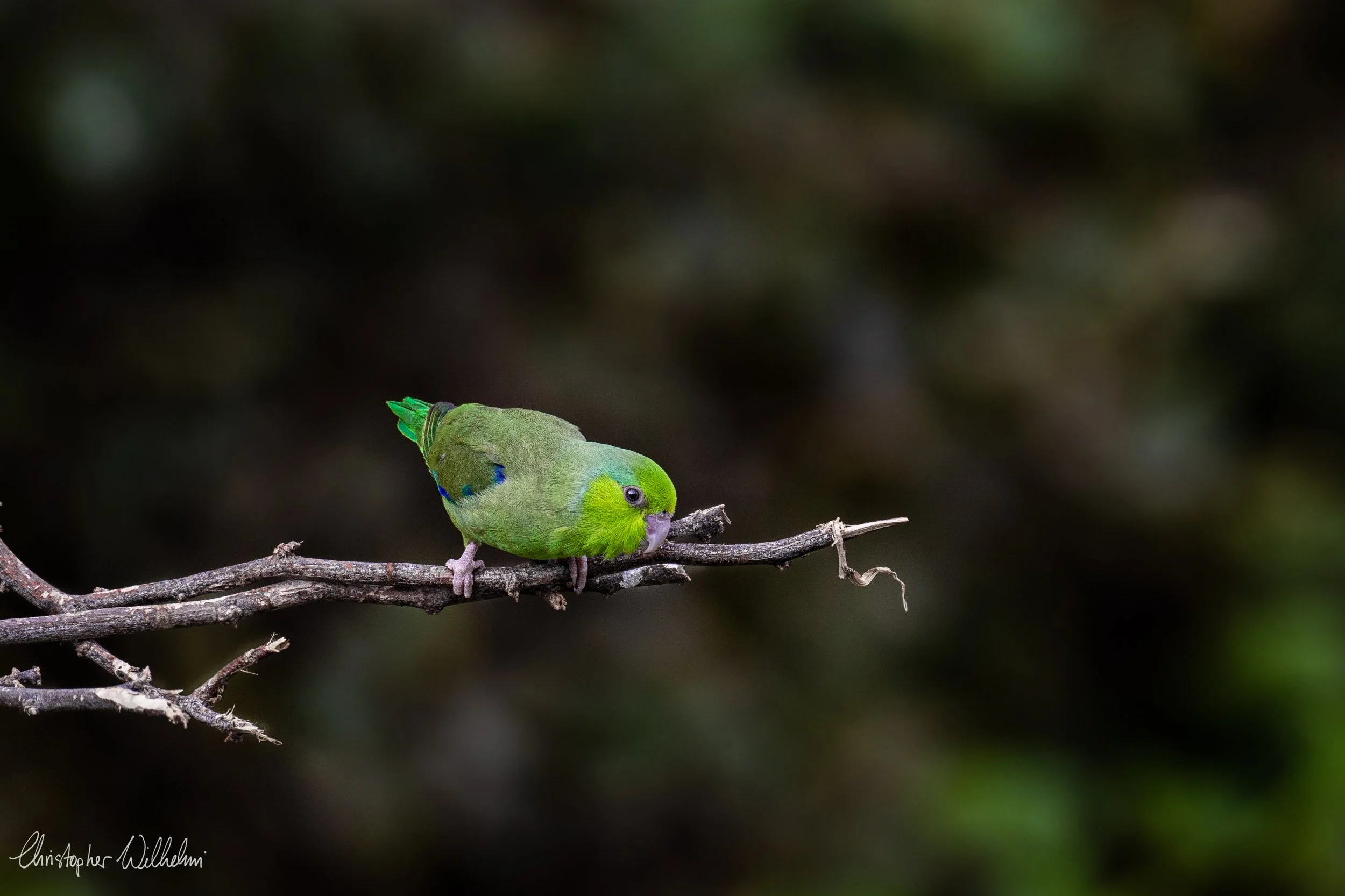 <span>Pacific Parrotlet</span><br><em>Amotape, Peru</em>