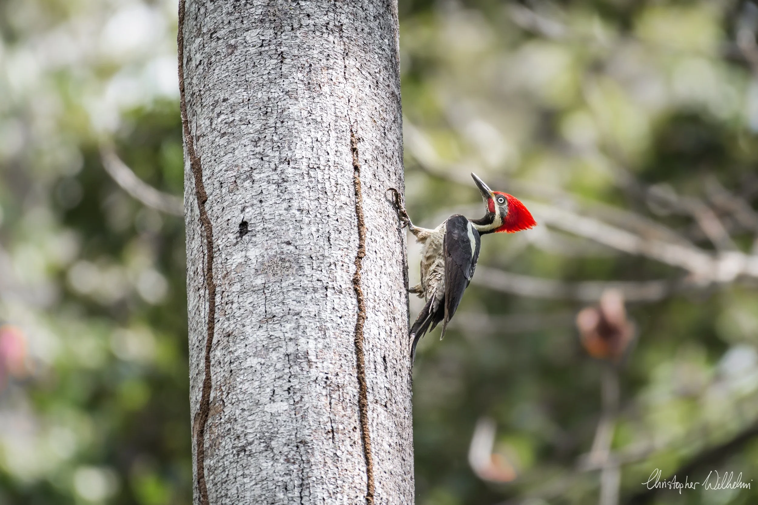 <span>Lineated Woodpecker</span><br><em>Amotape, Peru</em>