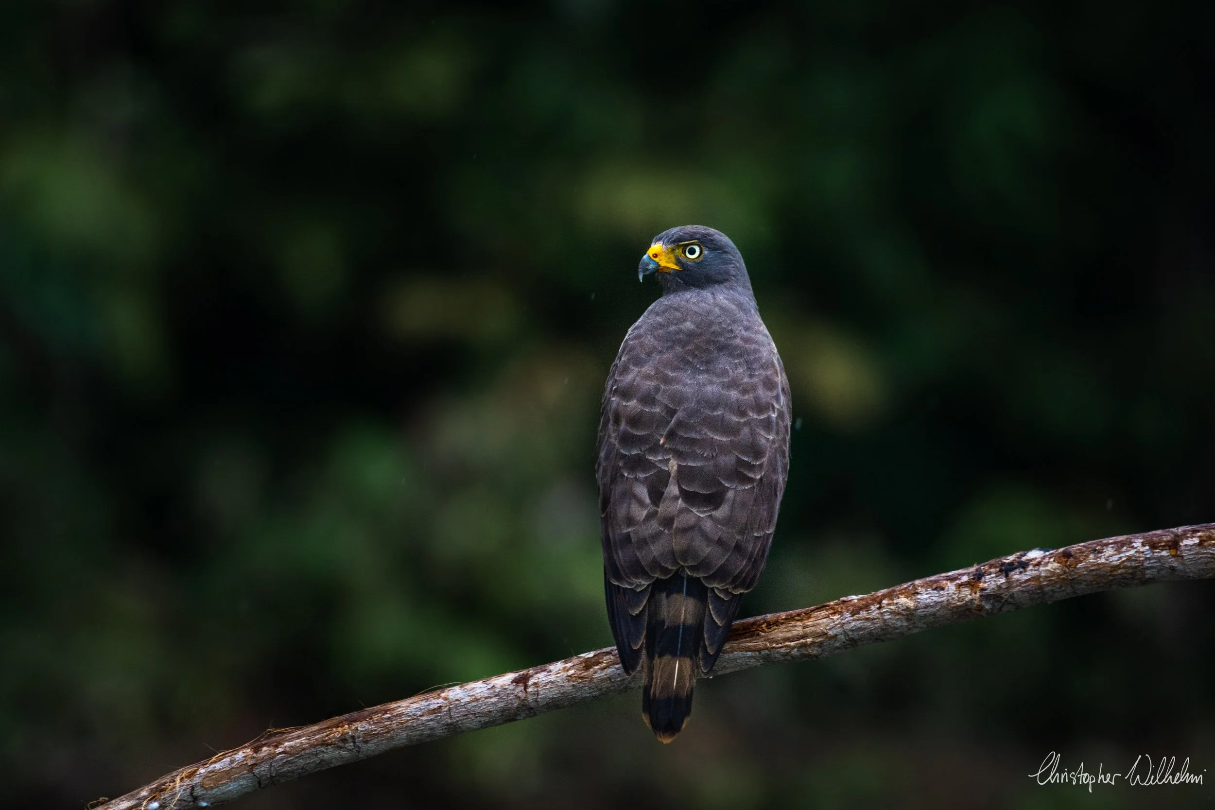 <span>Roadside Hawk</span><br><em>Tambopata, Peru</em>