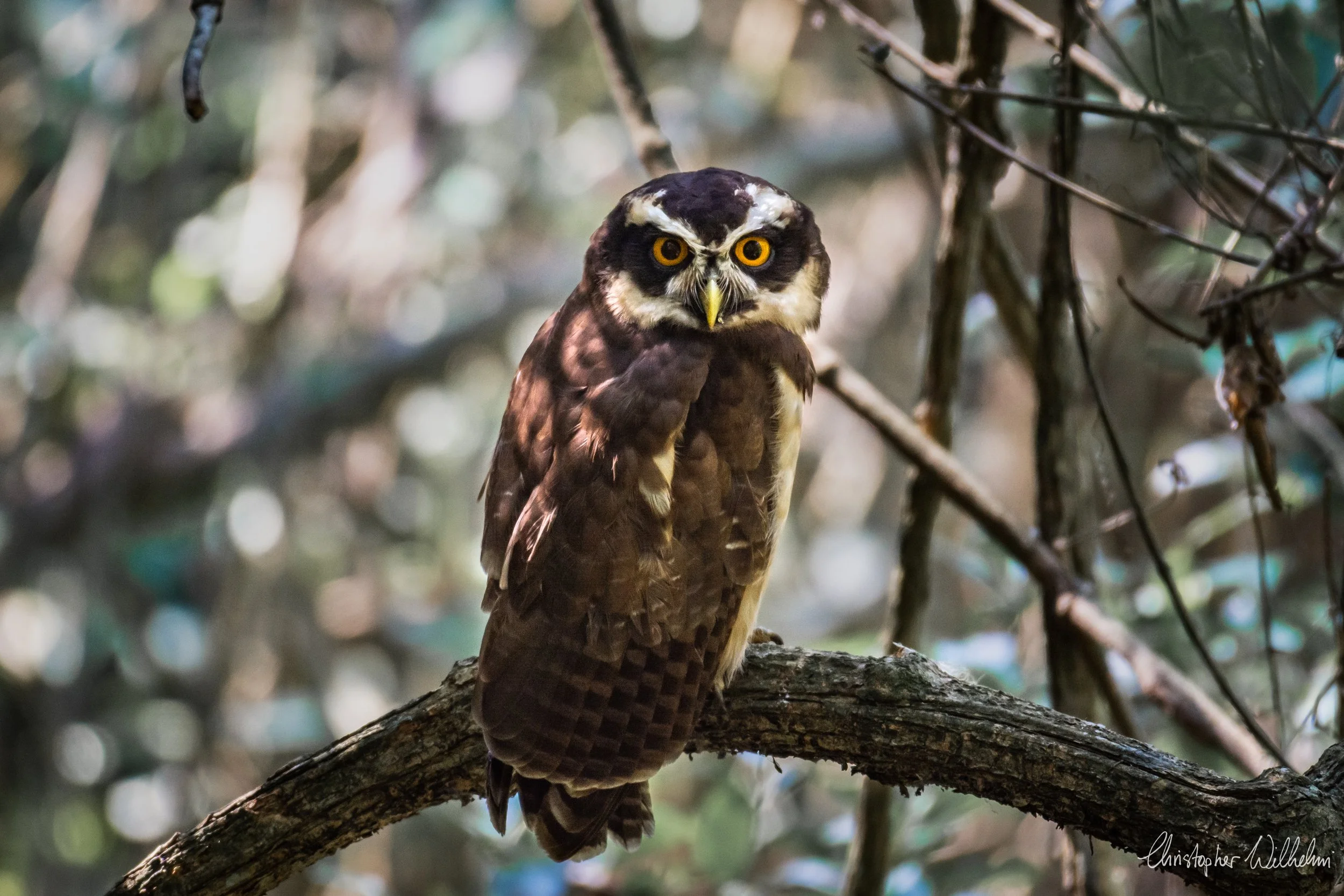 <span>Spectacled Owl</span><br><em>Amotape, Peru</em>