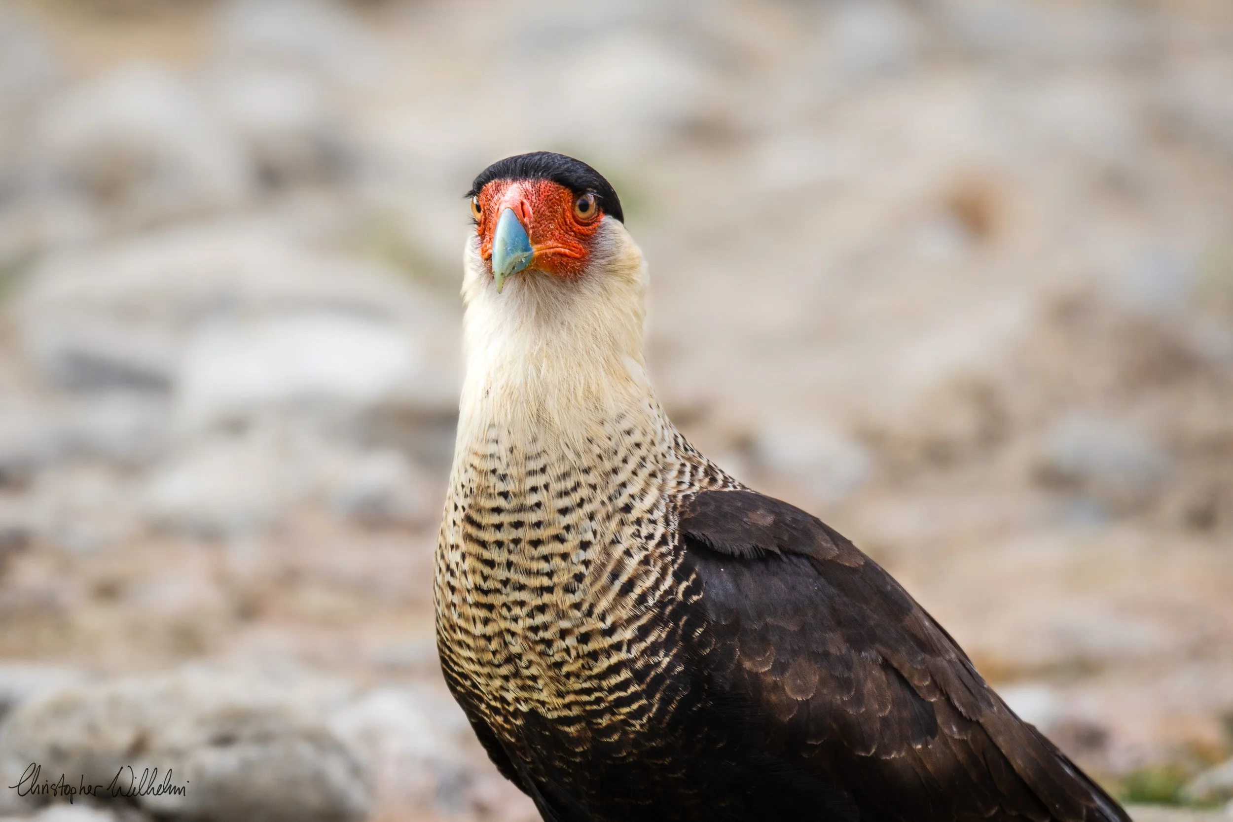 <span>Crested Caracara</span><br><em>Amotape, Peru</em>