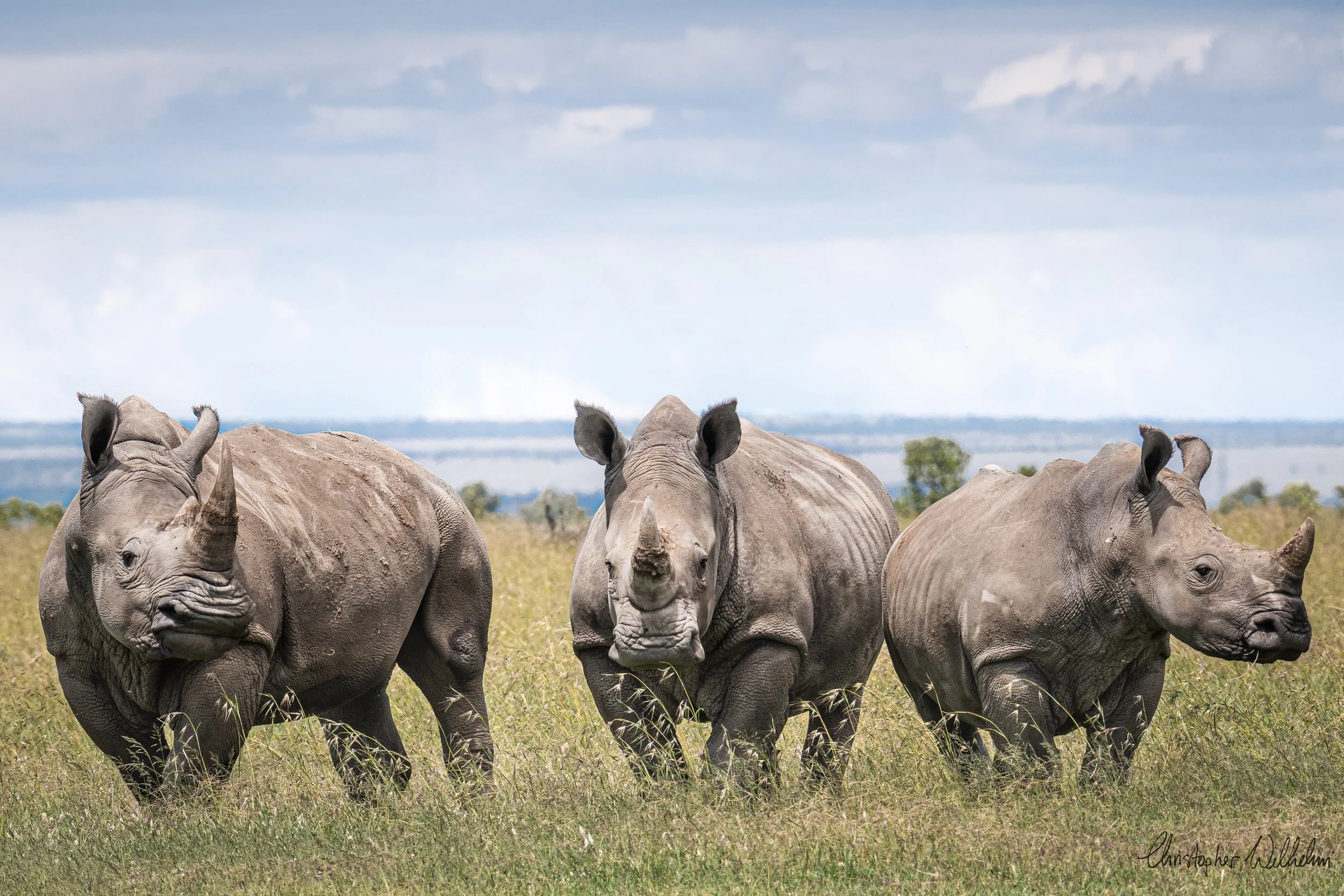 <span>White Rhino</span><em><br>Ol Pejeta, Kenya</em>