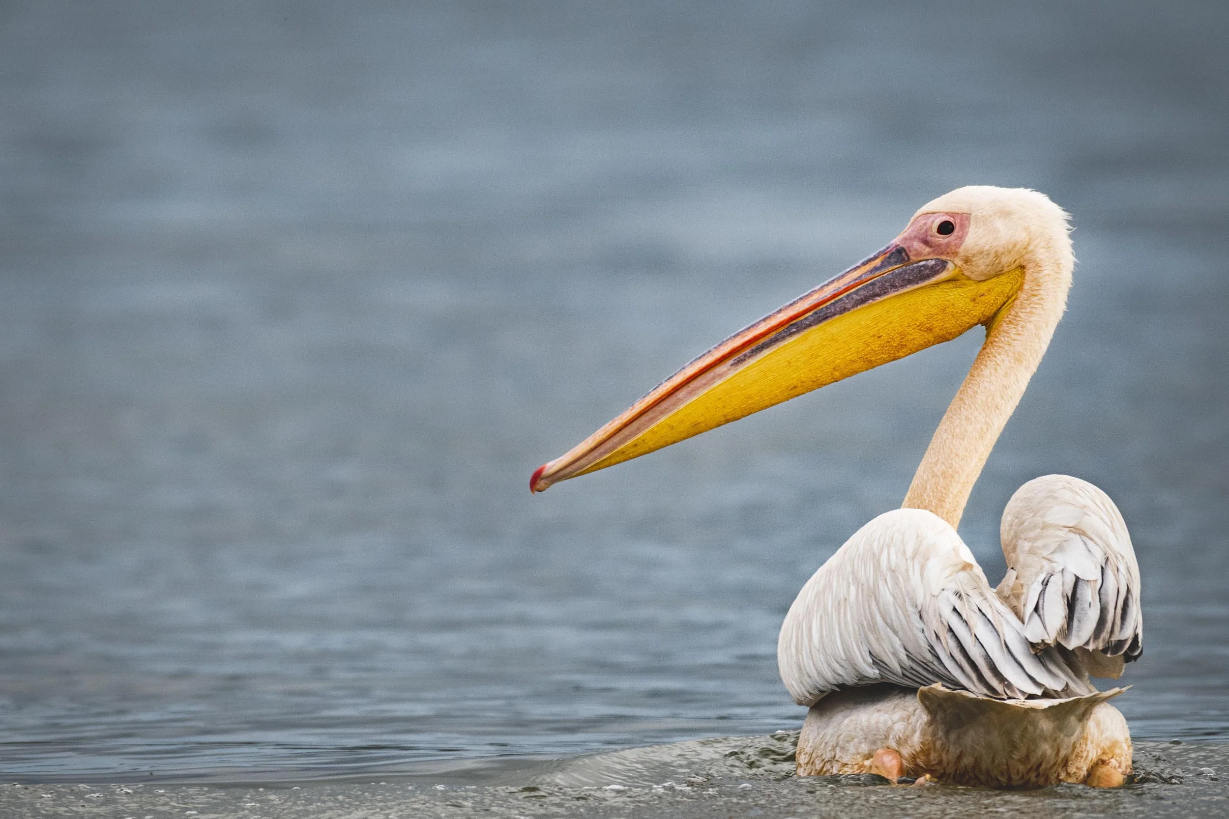 <span>Great White Pelican</span><em><br>Lake Nakuru, Kenya</em>