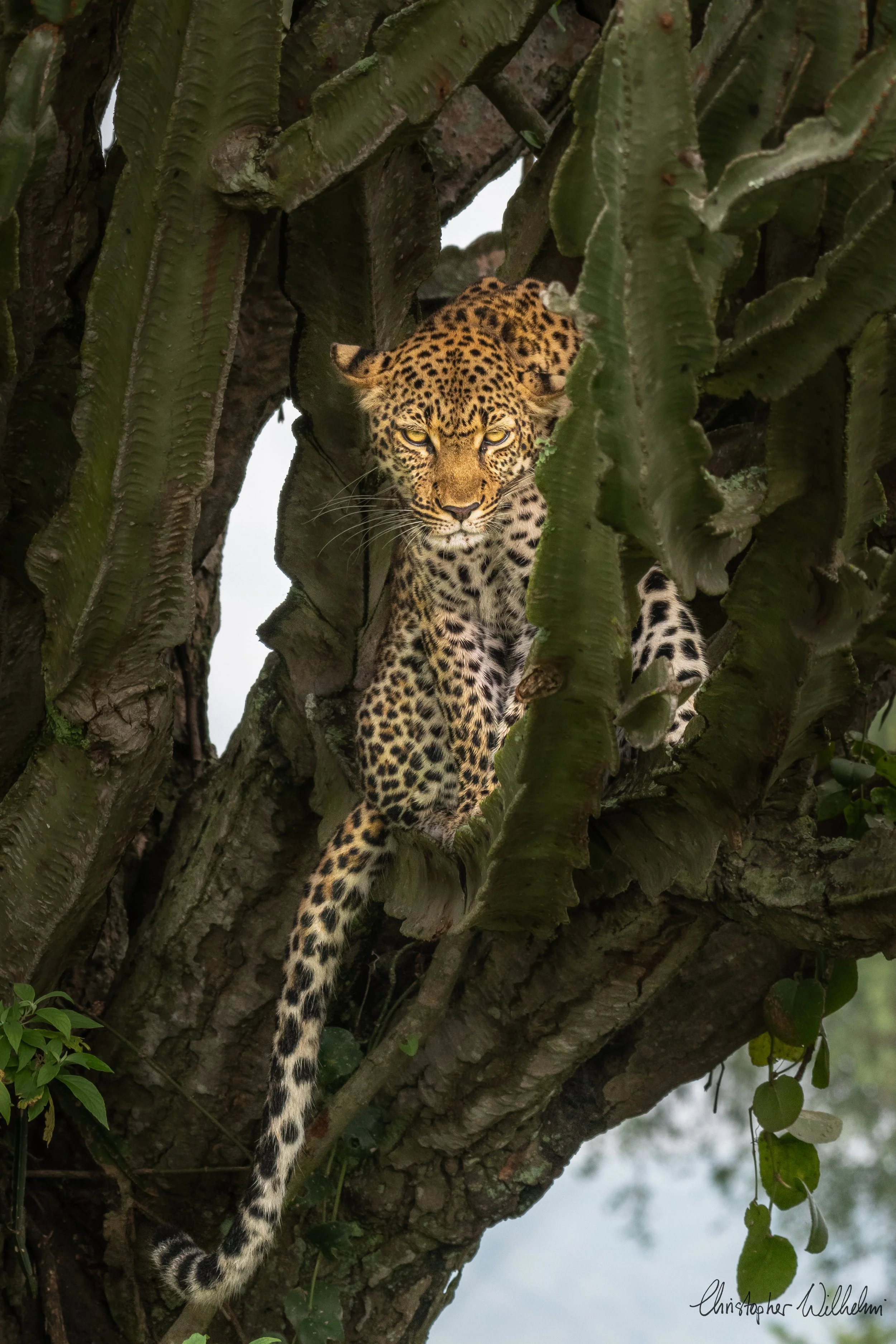 <span>Leopard</span><em><br>Queen Elizabeth NP, Uganda</em>