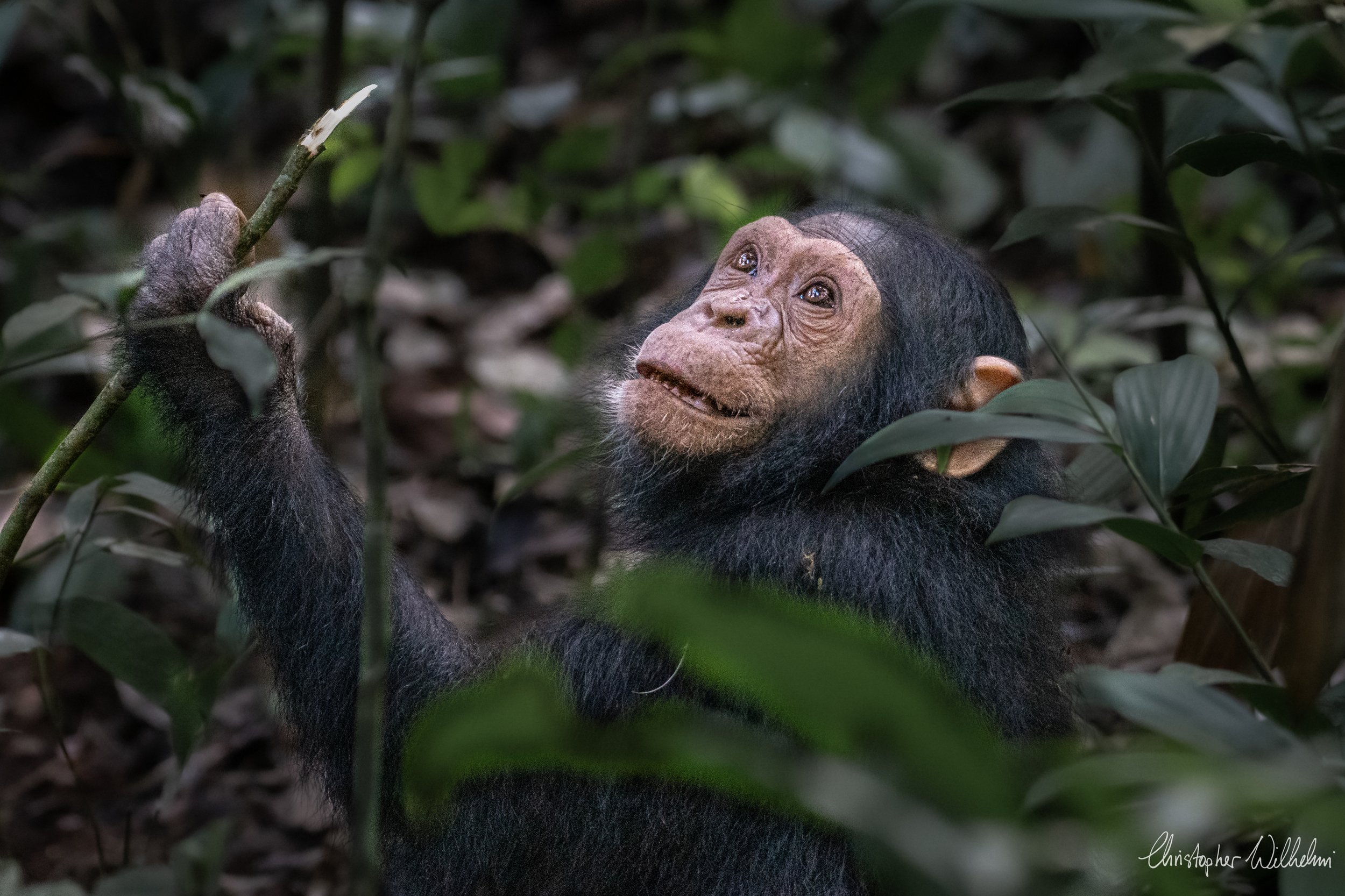 <span>Chimpanzee</span><BR><EM>Kibale, Uganda</em>