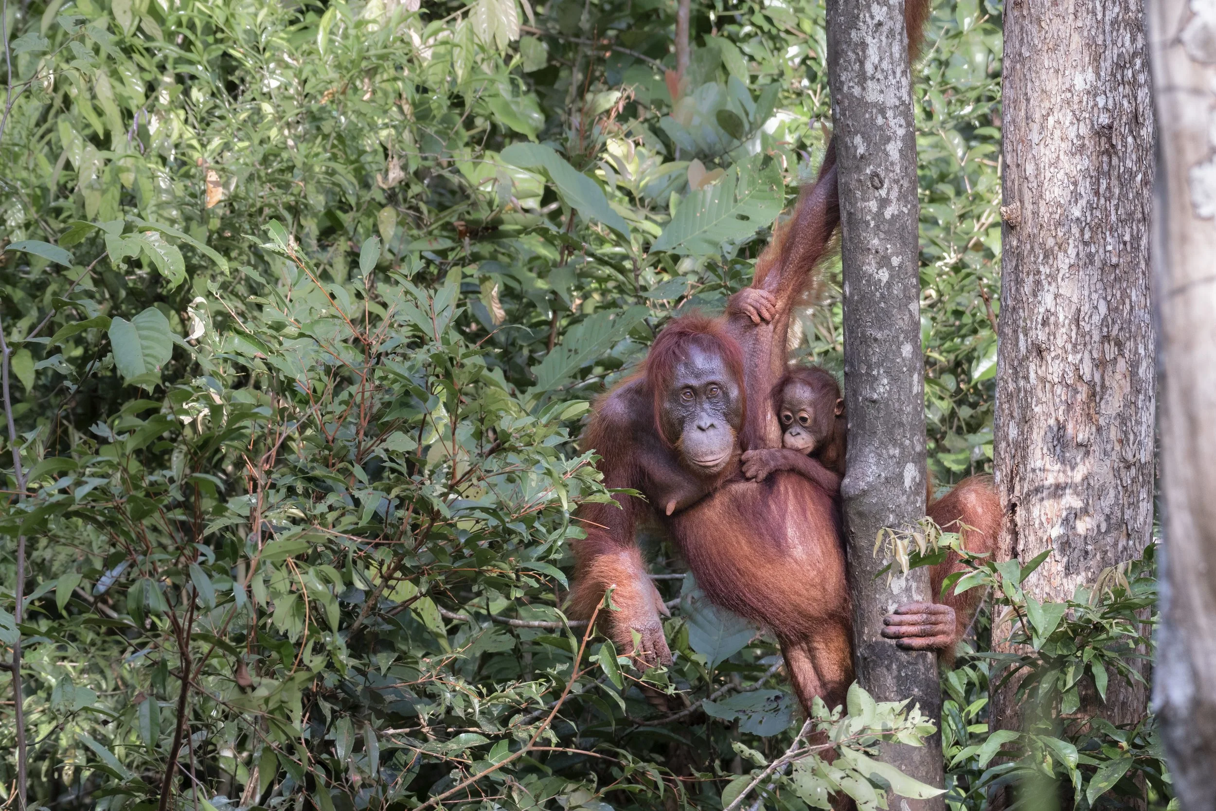 <span>Orangutans</span><BR><EM>Tanjung Puting, Indonesia</em>