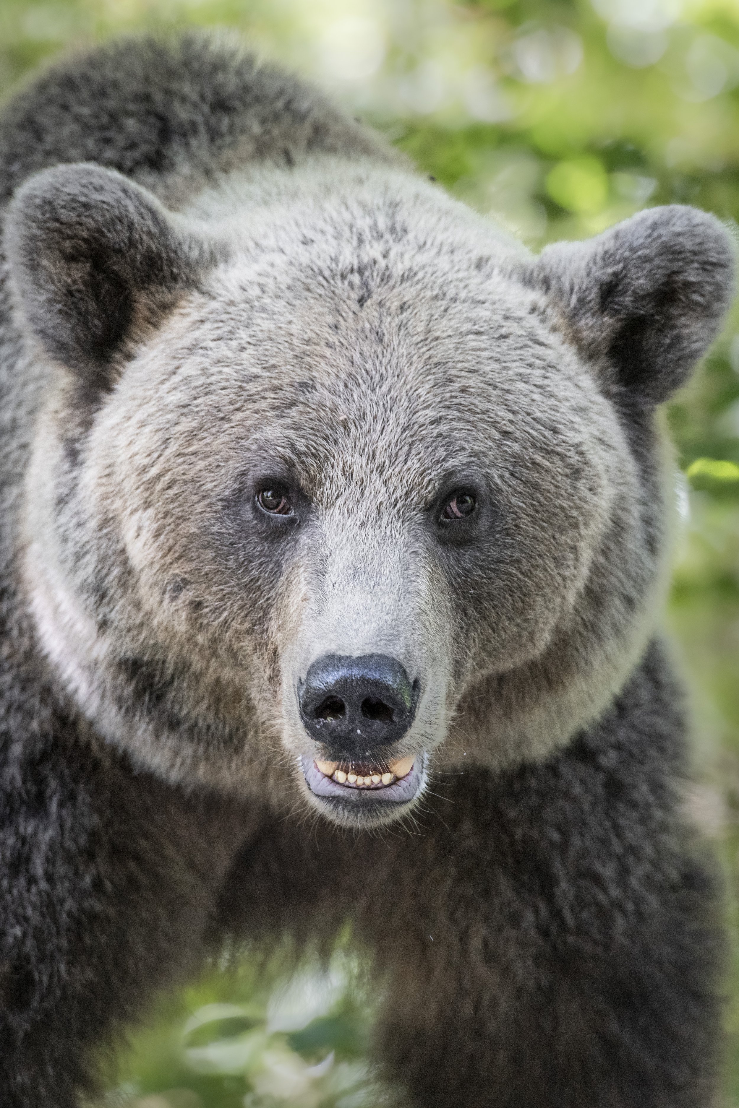 <span>European Brown Bear</span> <br><em>Harghita, Romania</em>