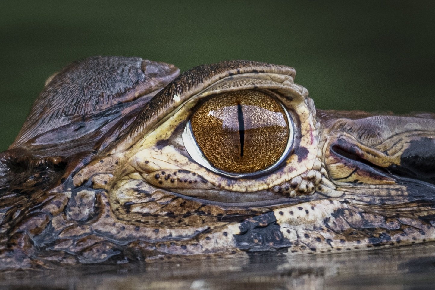 <span>Cayman<span><br><em>Tambopata, Peru</em>