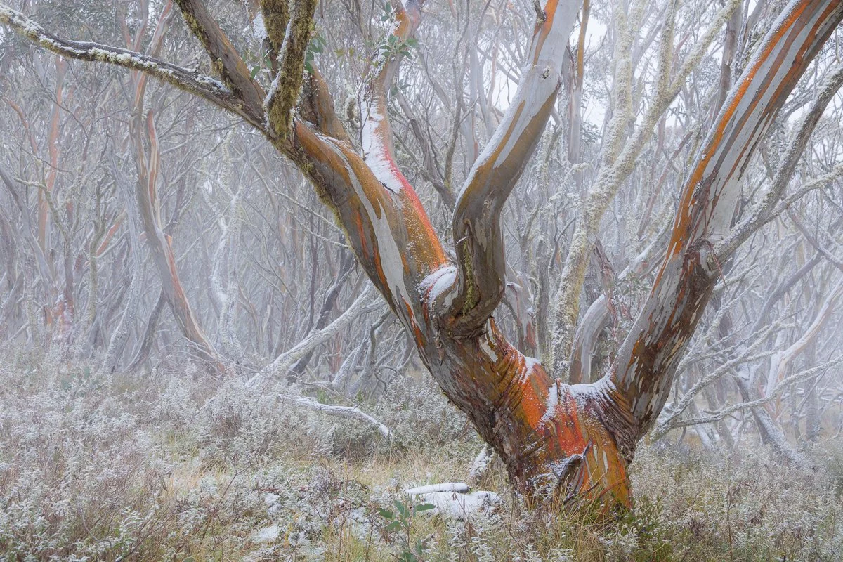 Snow Gum