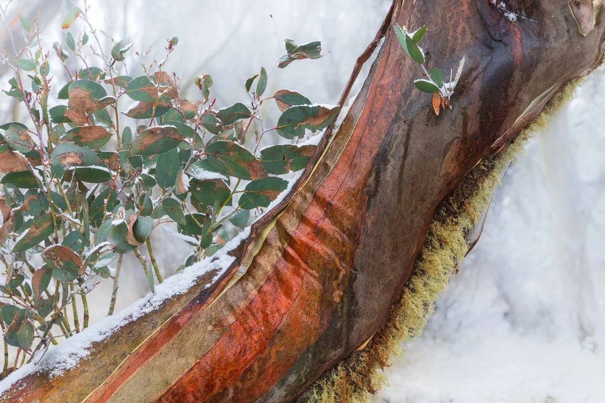 Intimate Snow Gum