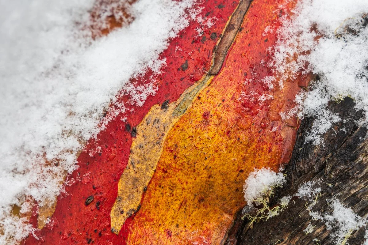 Close Up Snow Gum