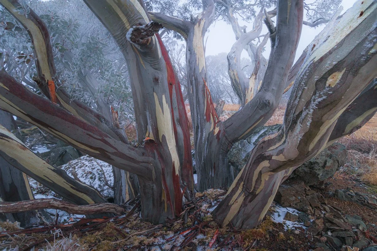 Twisted Colour