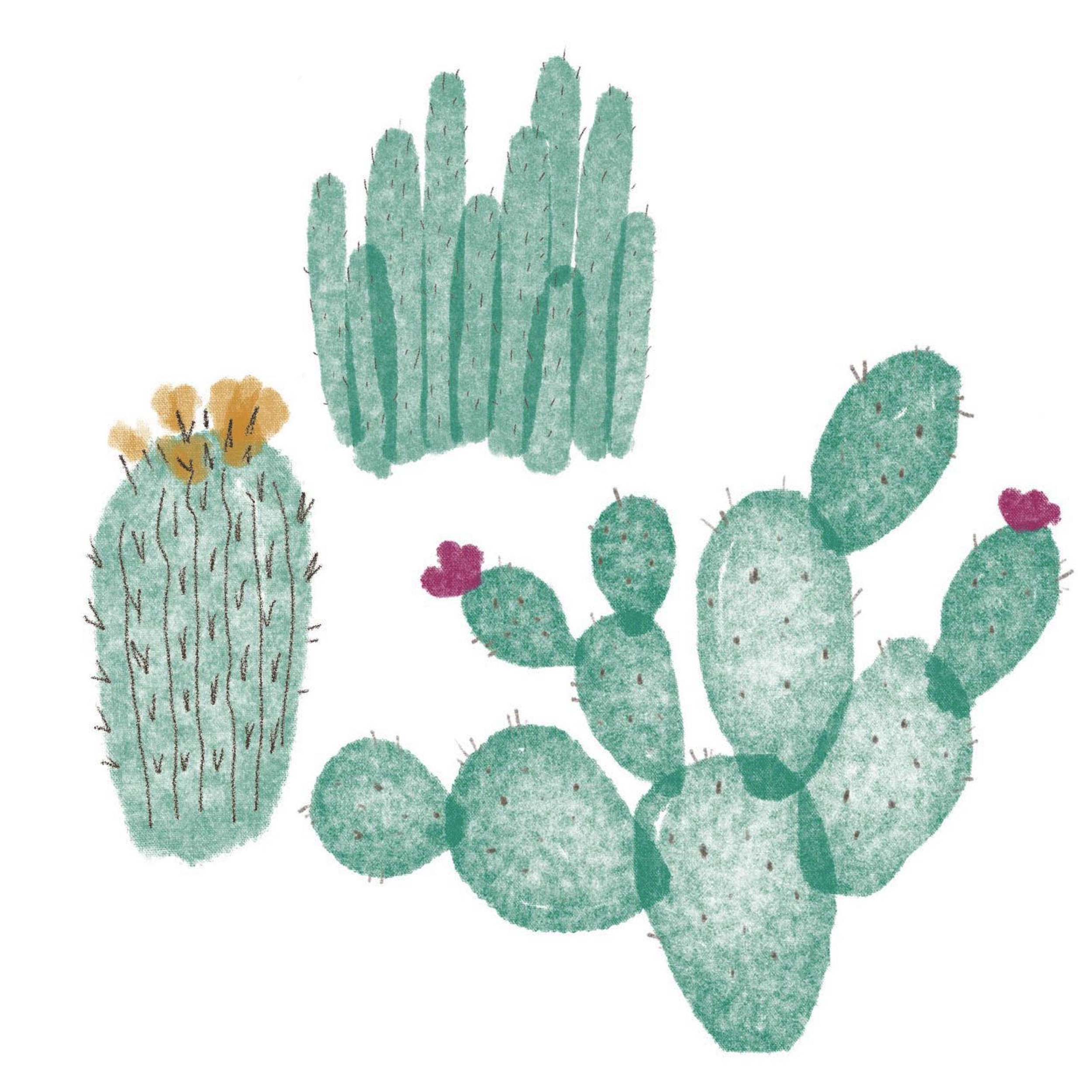 Assorted cacti illustration for a brochure