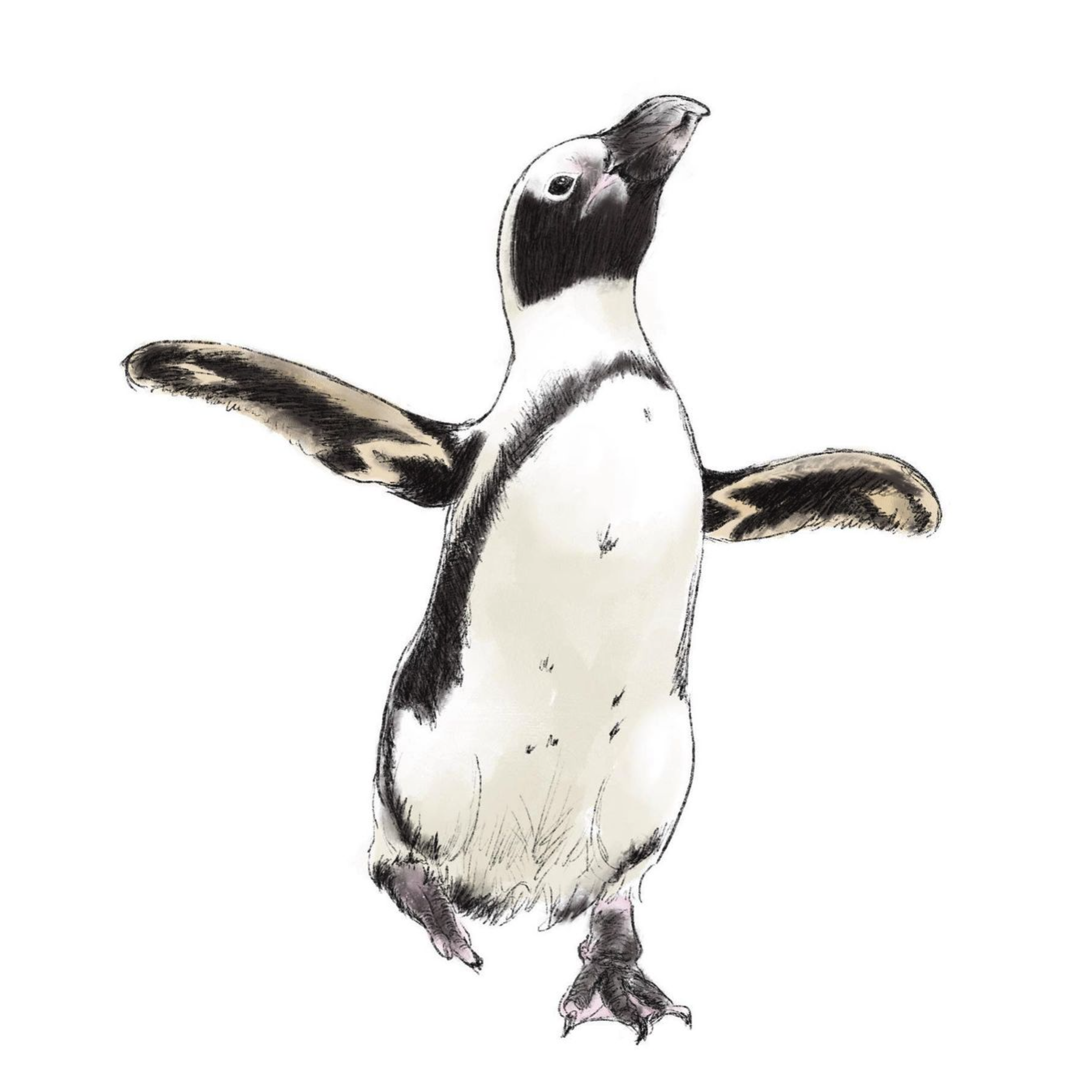 African Penguin illustration
