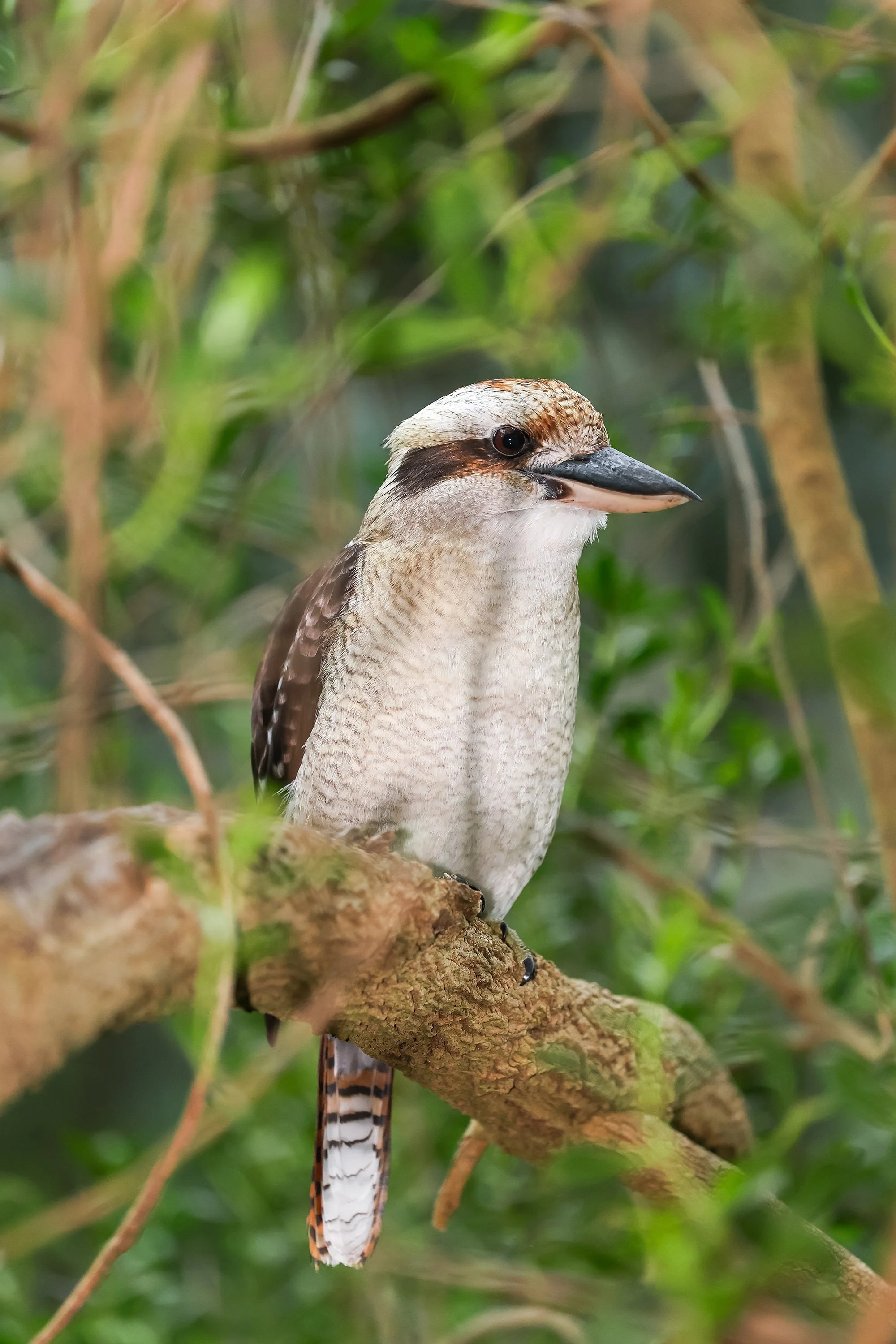 KOOKABURRA MISC-G-27151_0221.jpg