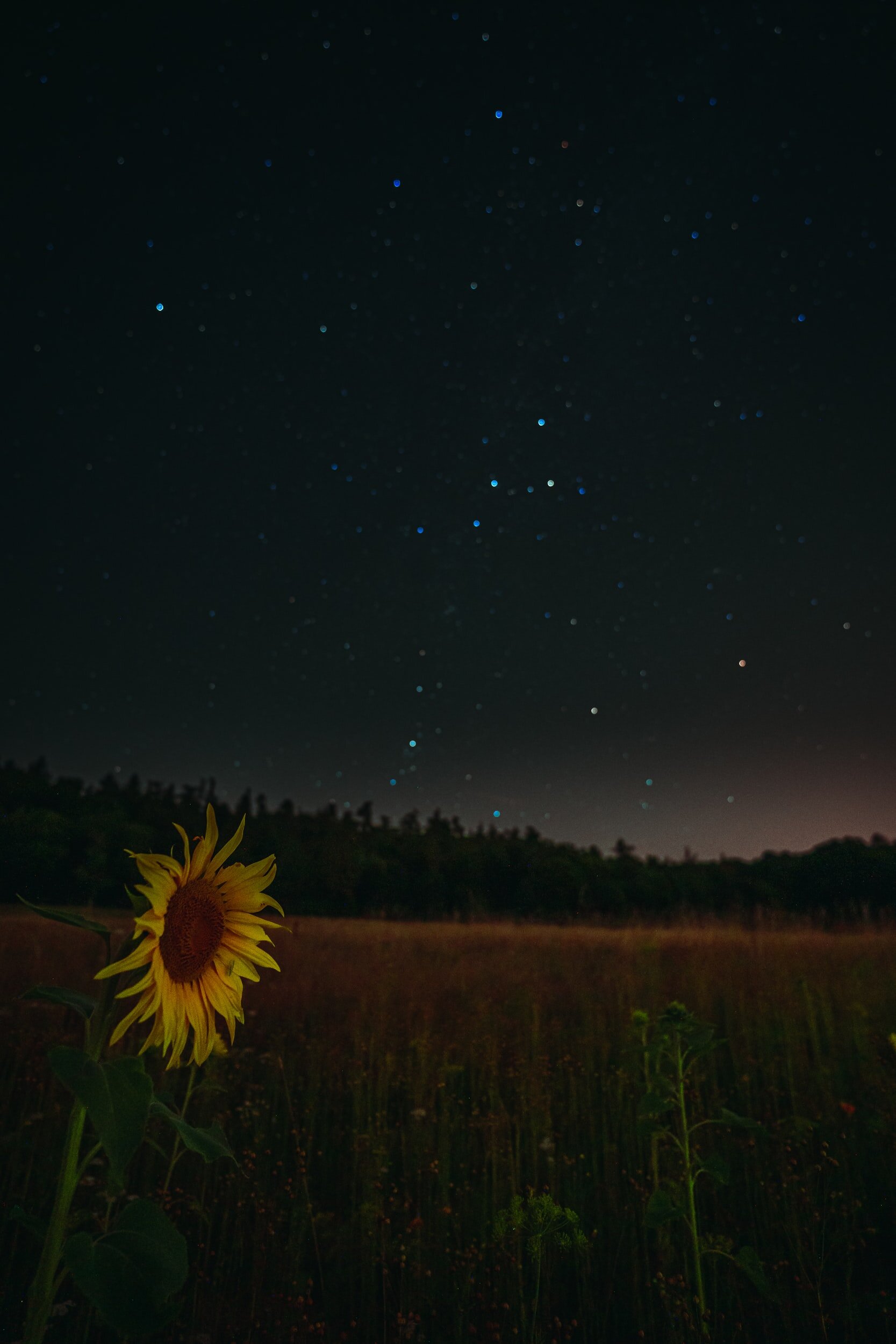 The Sunflower under the Moon
