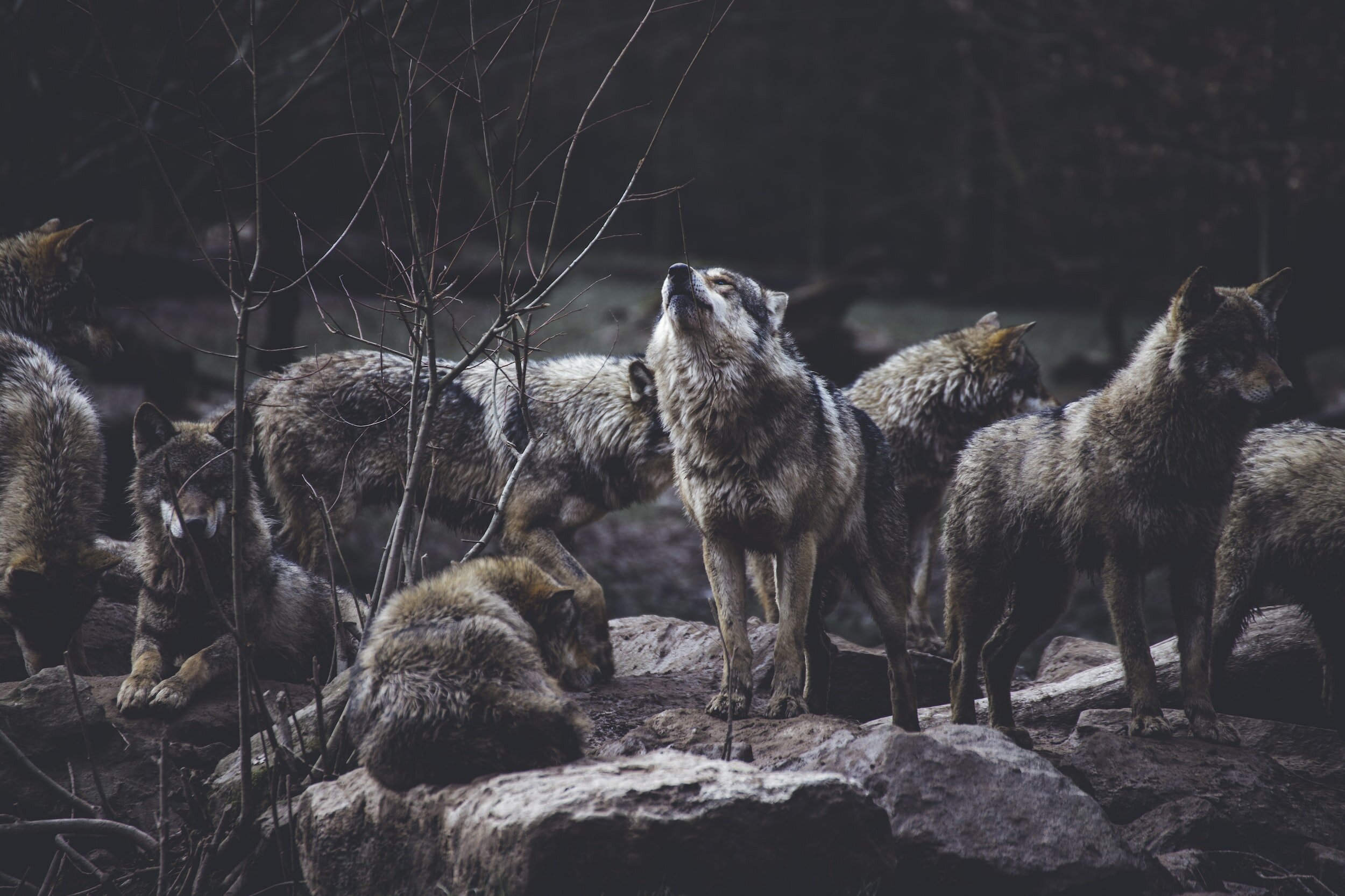 The Wolf who leads the Pack