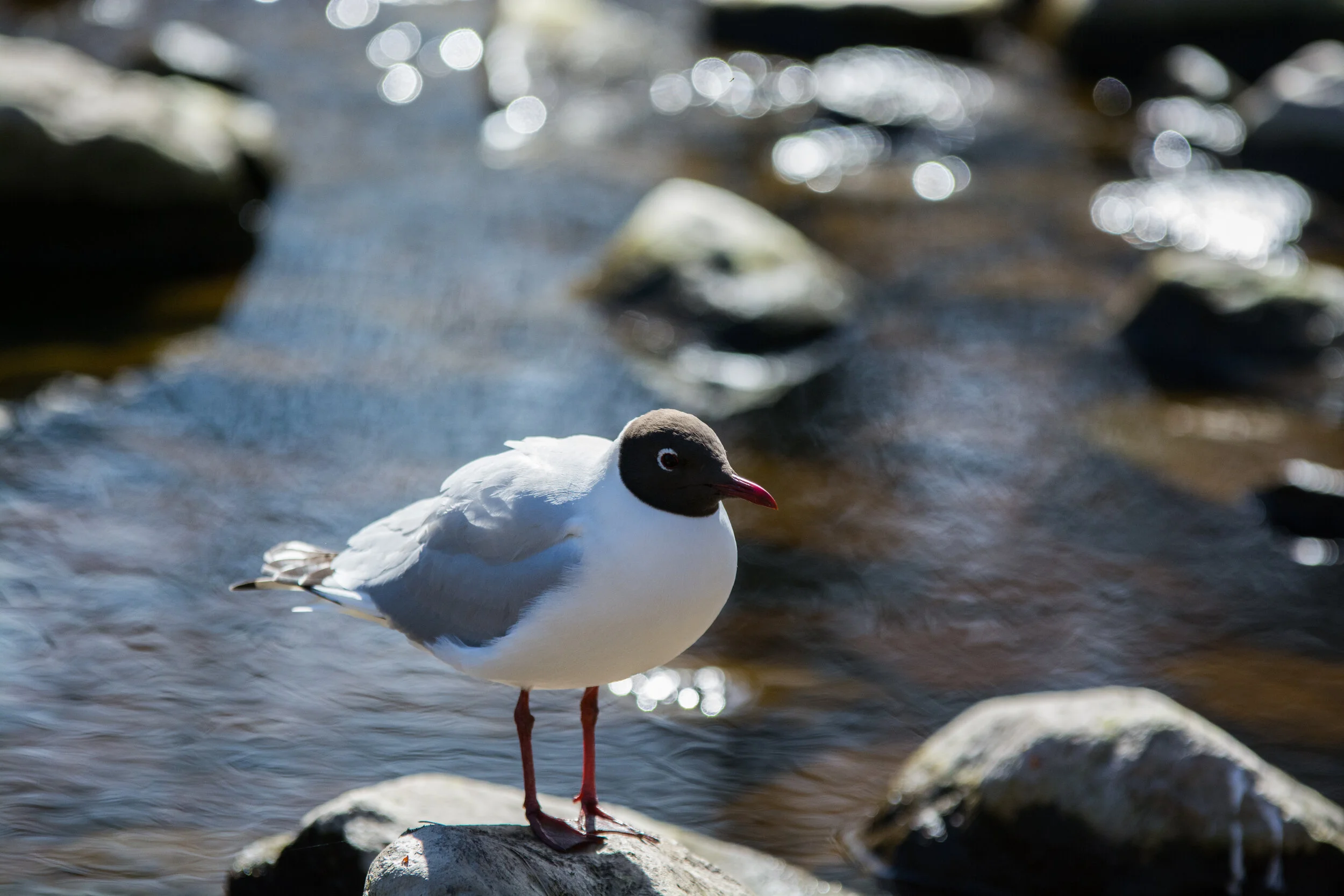 DSC_2846.jpg