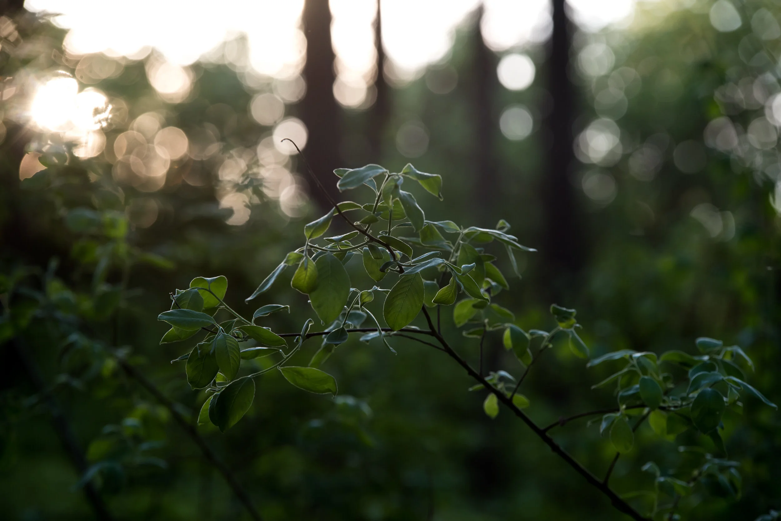 DSC_3384.JPG