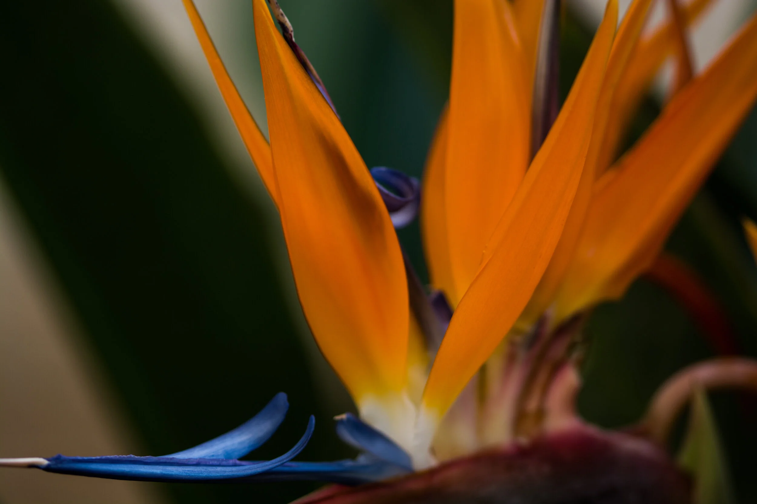 DSC_7484.jpg