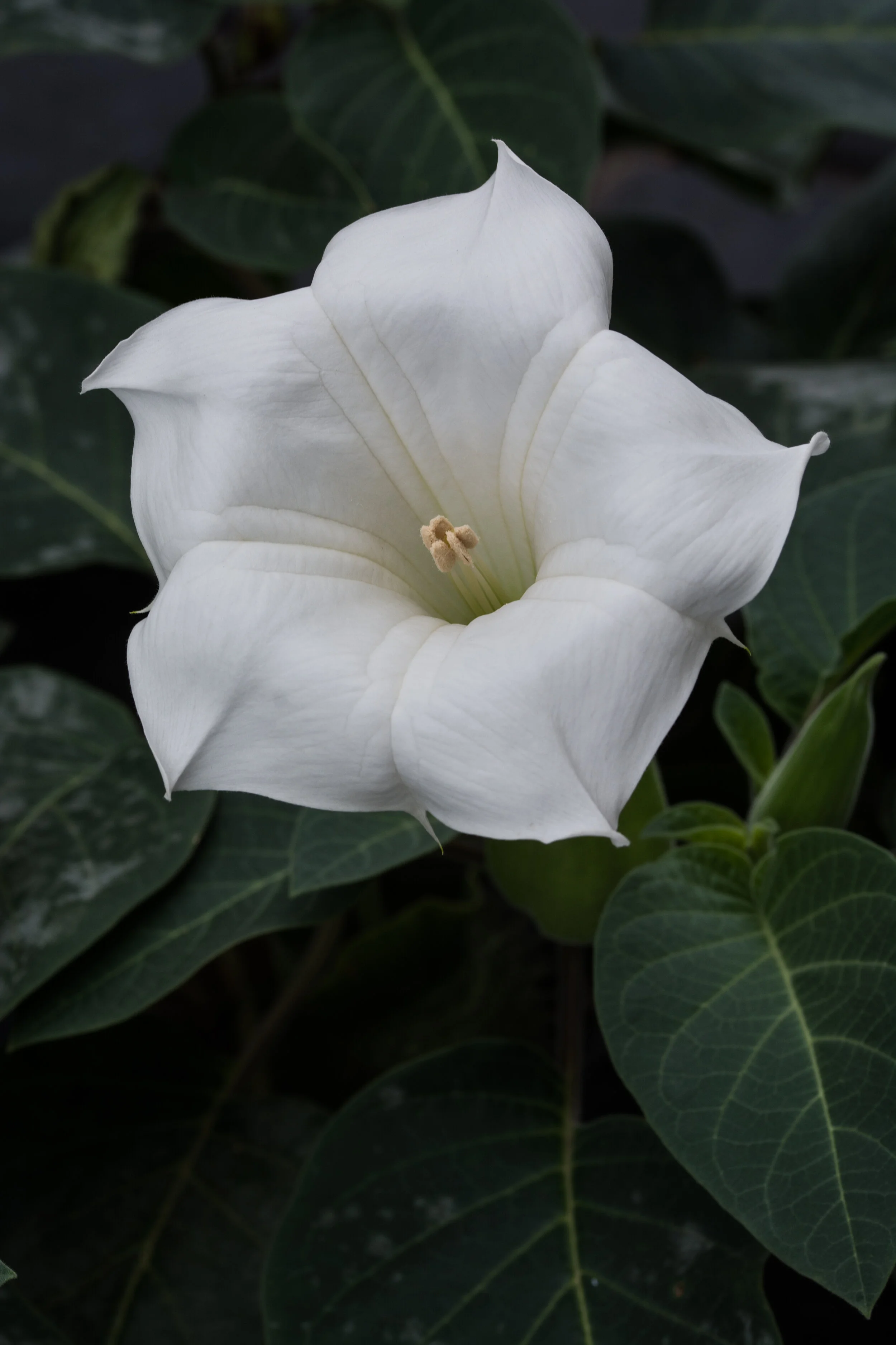 DSC_7433.jpg