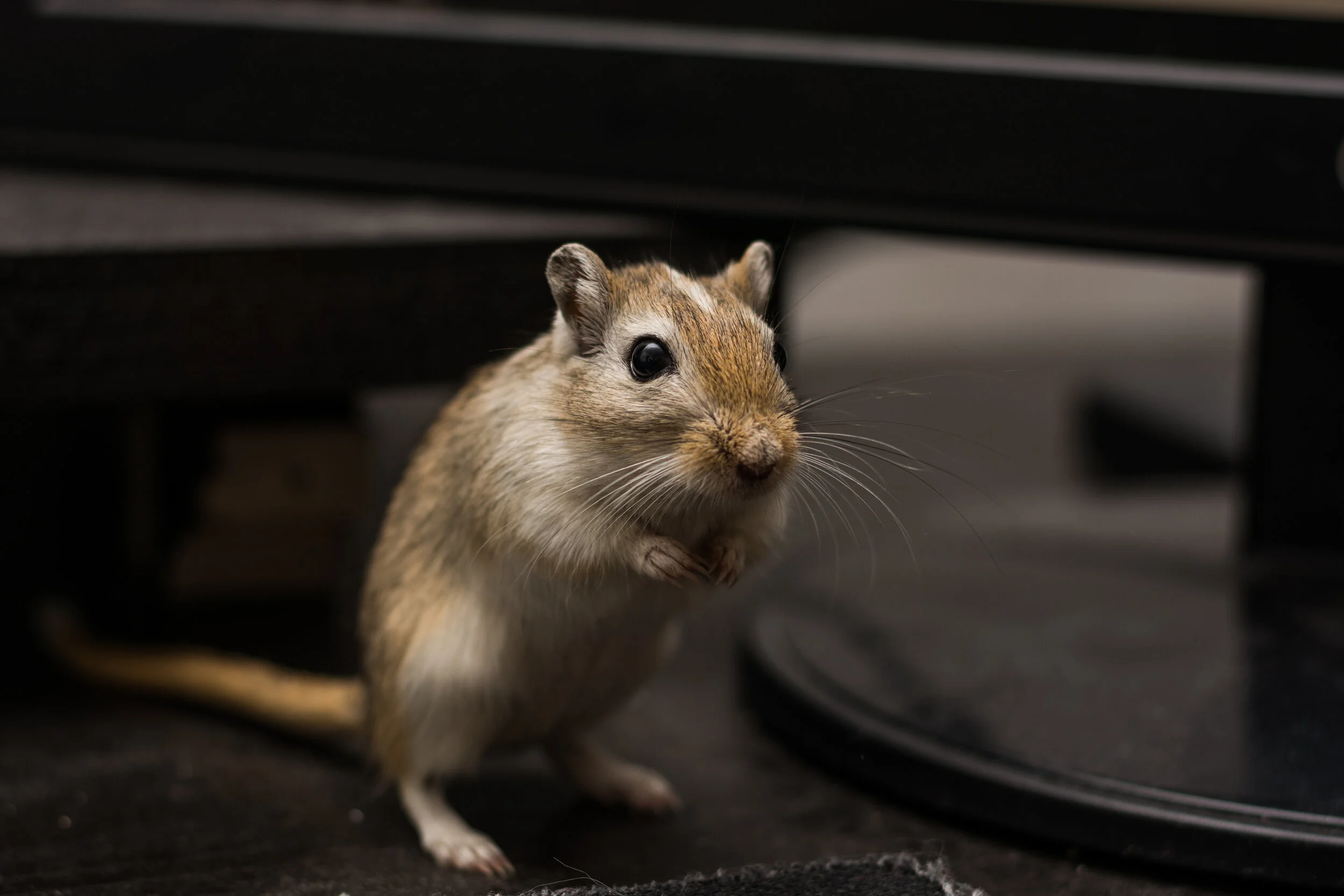 DSC_6480.jpg