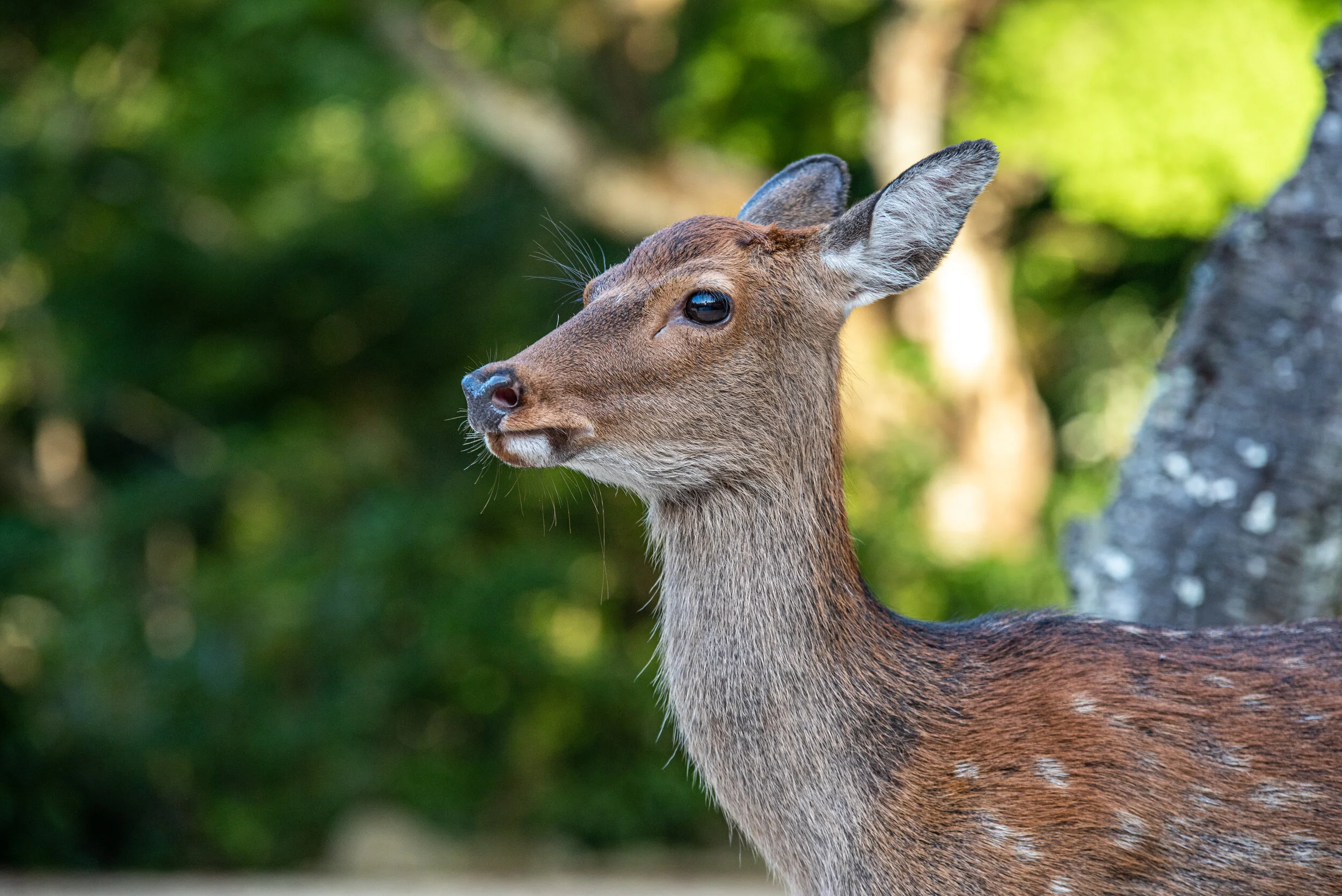 DSC_2818.jpg