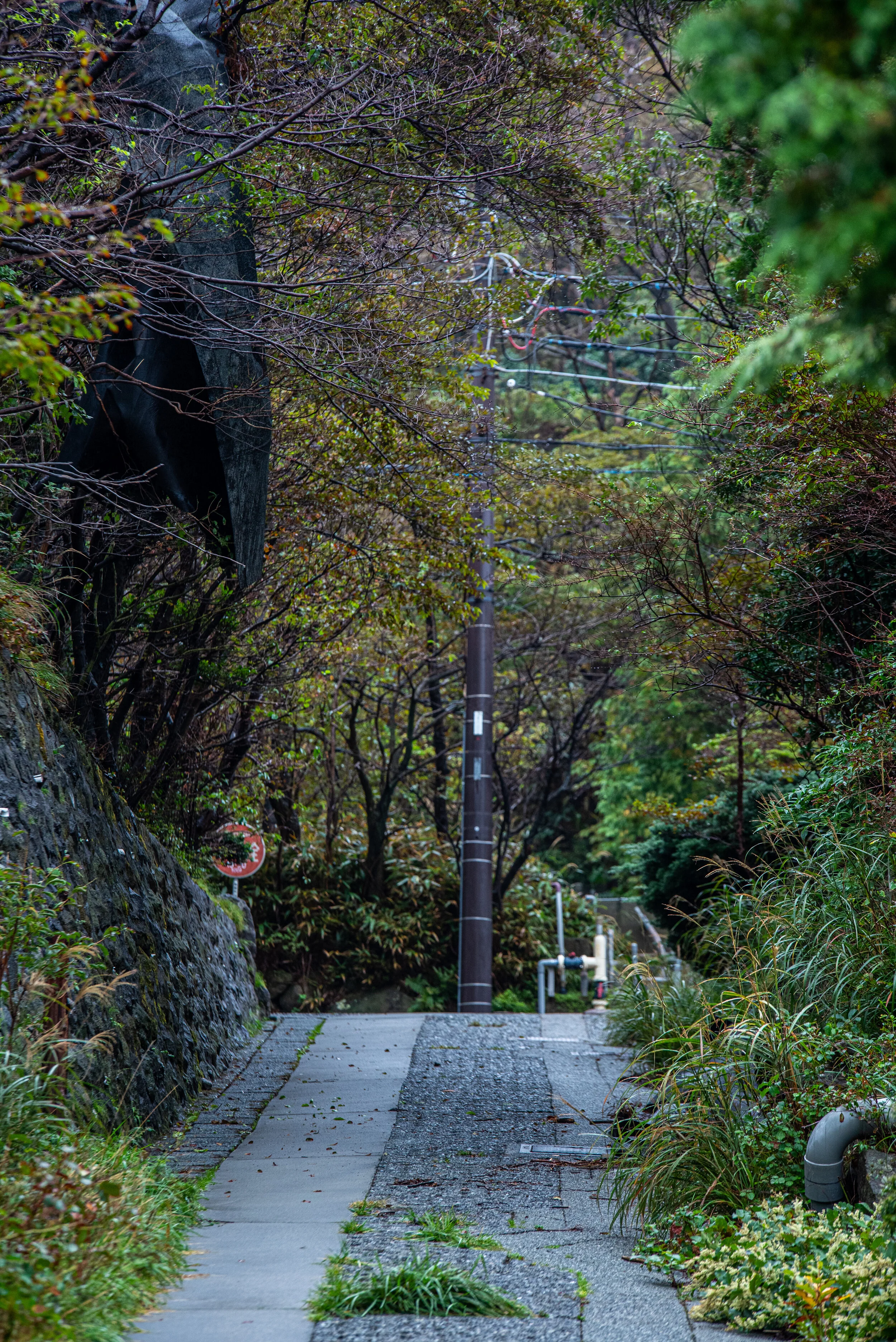 DSC_4186.jpg