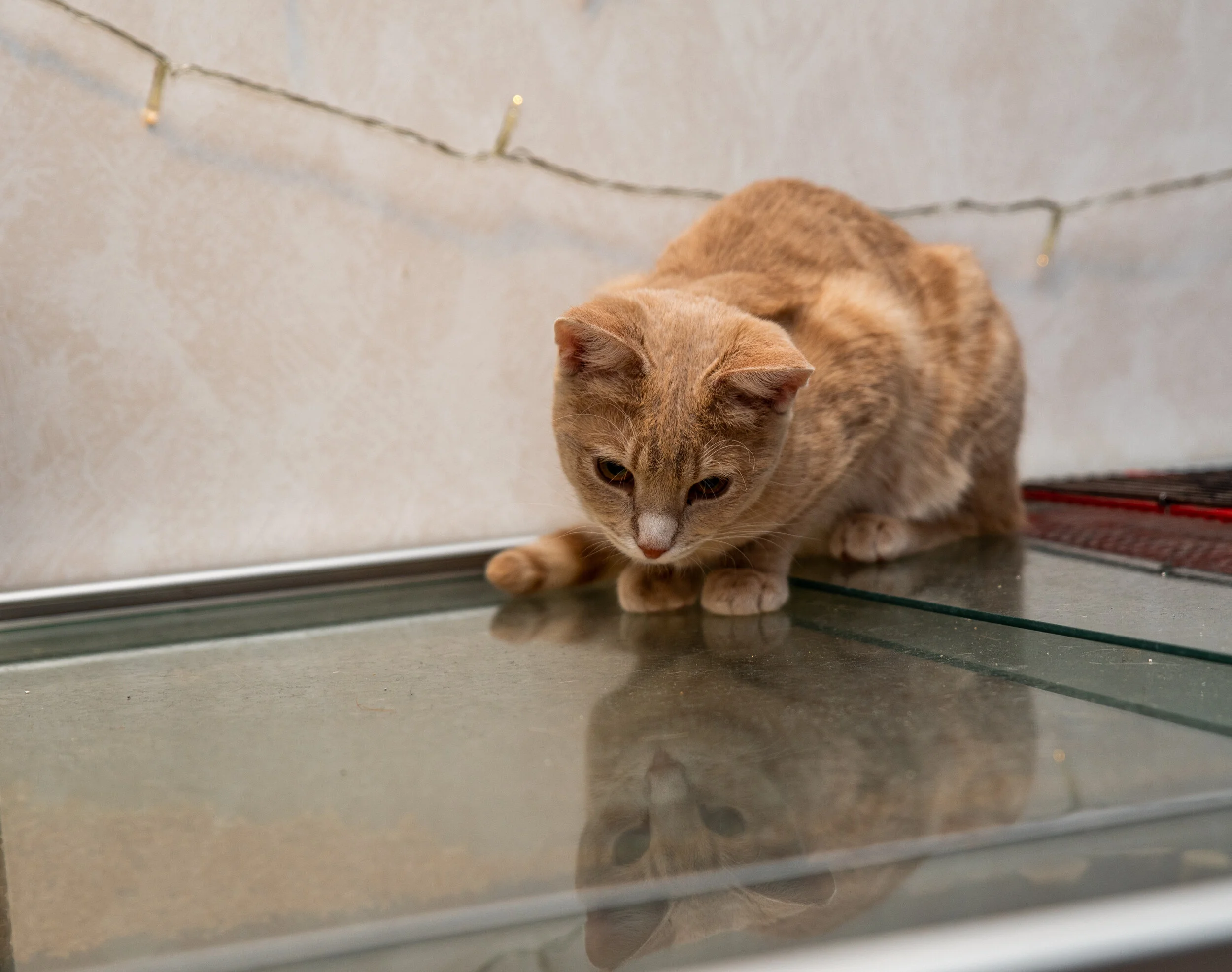DSC_4382.jpg