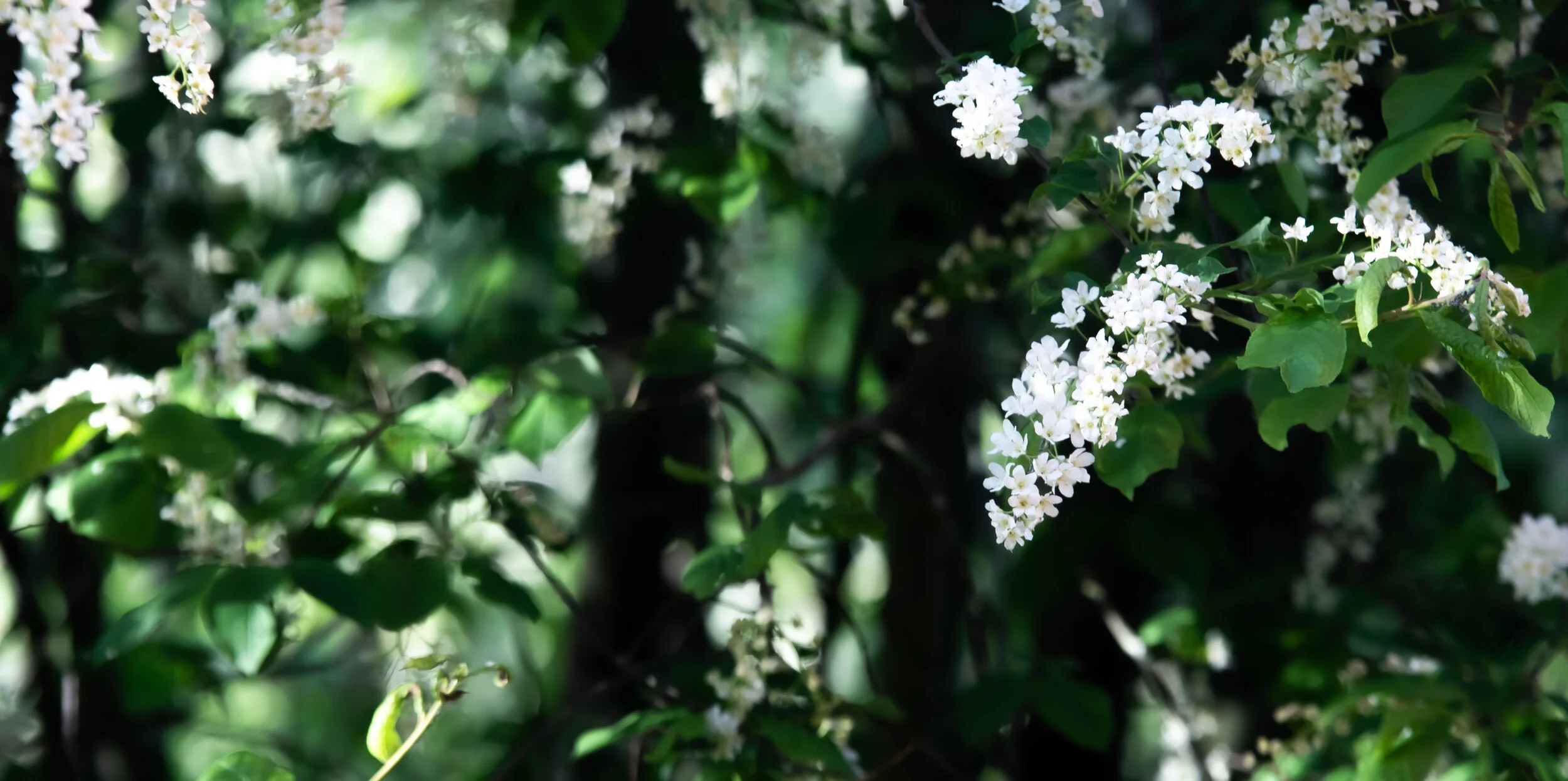 DSC_5963.jpg