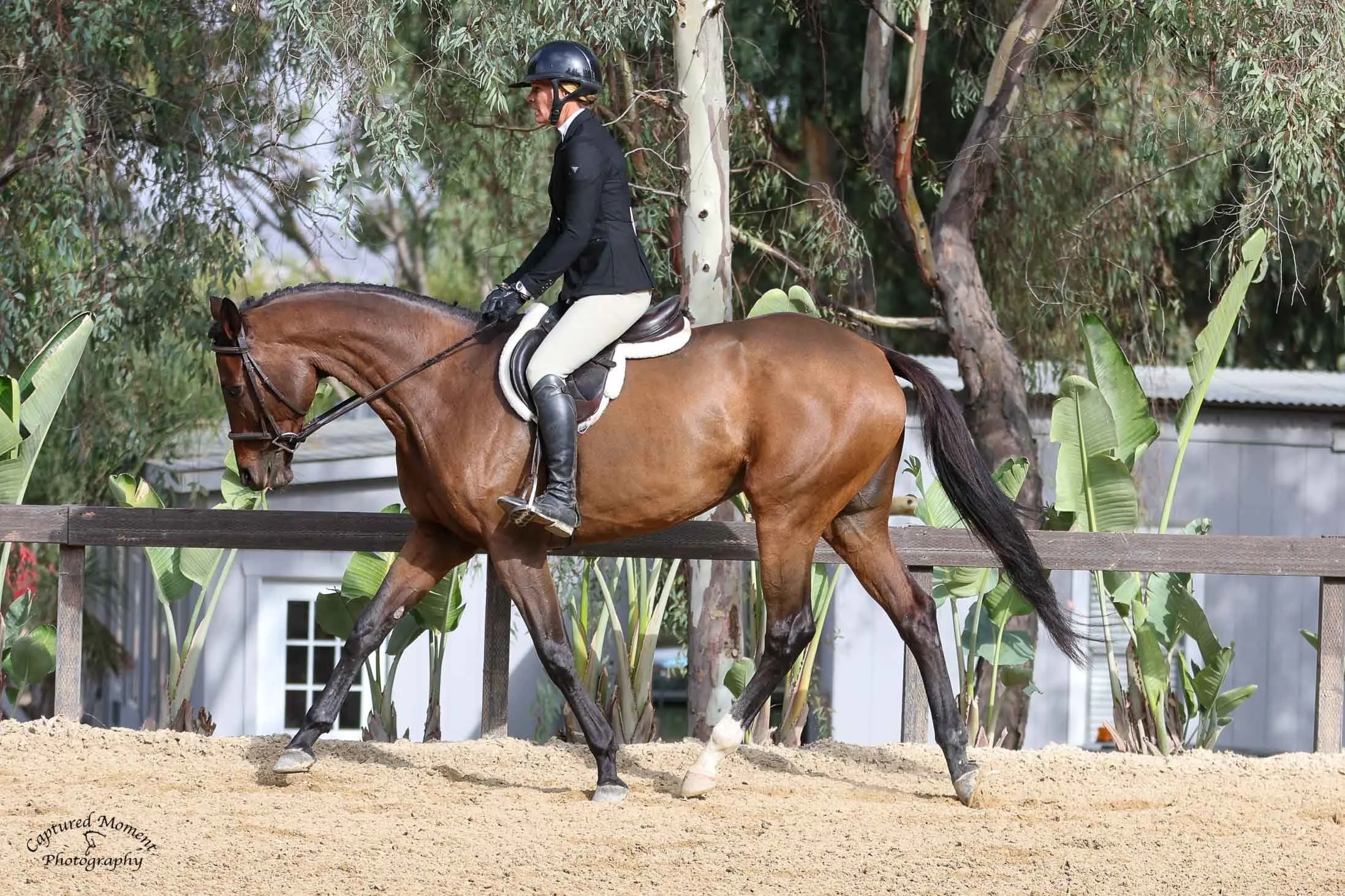 Chattine_(1372)_20241017_7050 2.JPG