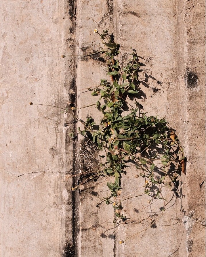 Plants, Bricks, Sky
Photographer: #TULIKAkim
