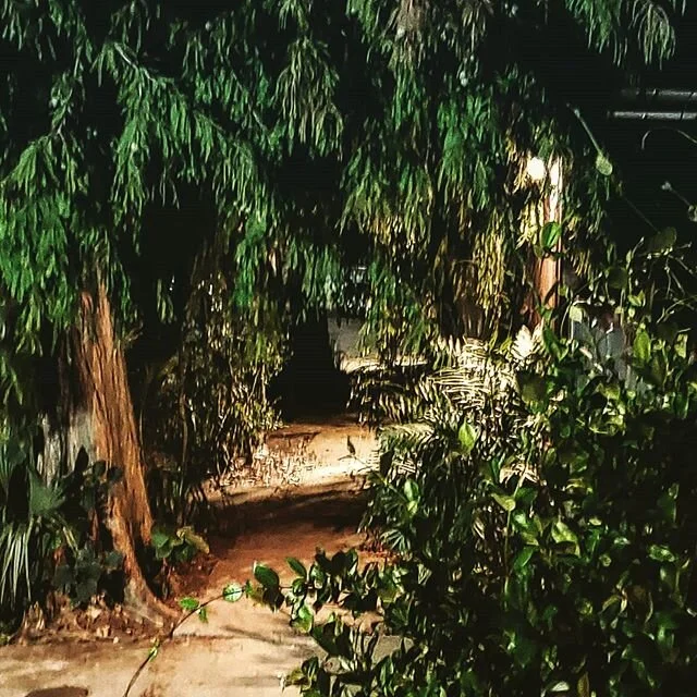 Our own personal sidewalk jungle. #marigny #neworleans #eatwell #drinkplenty #livelife #travel #wanderlust #traveler #wander #wanderingrandalls