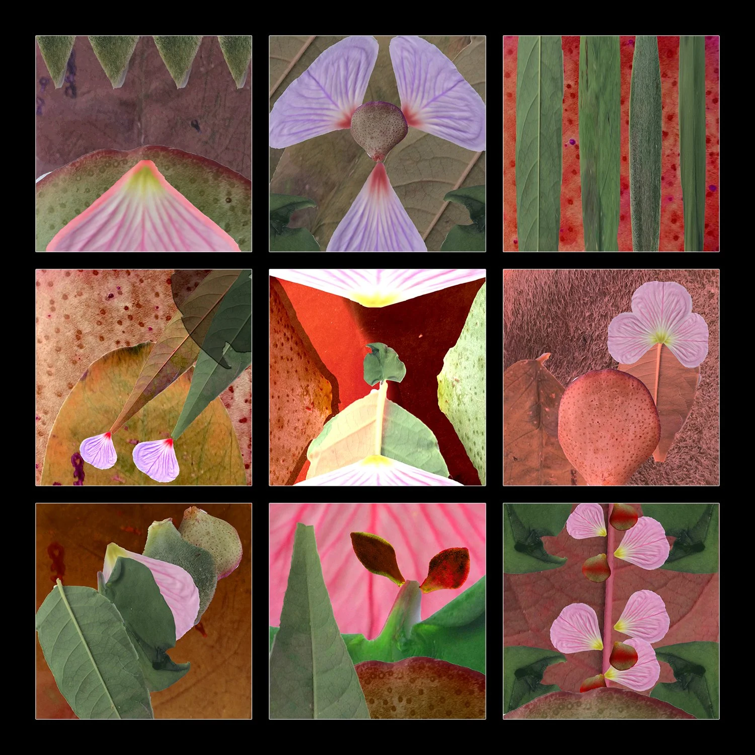 Kevin_Hemminger_FD127_5naturecomps-low.jpg