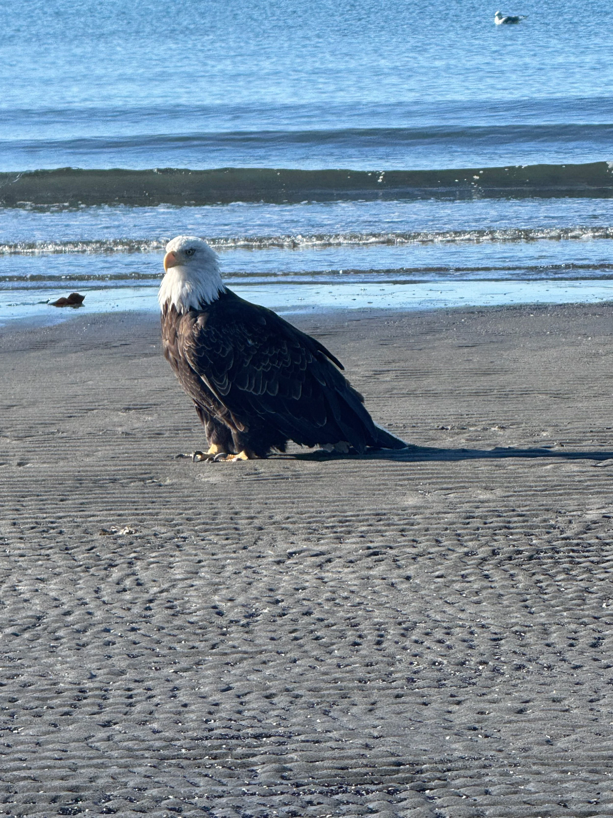 IMG_5087.jpg