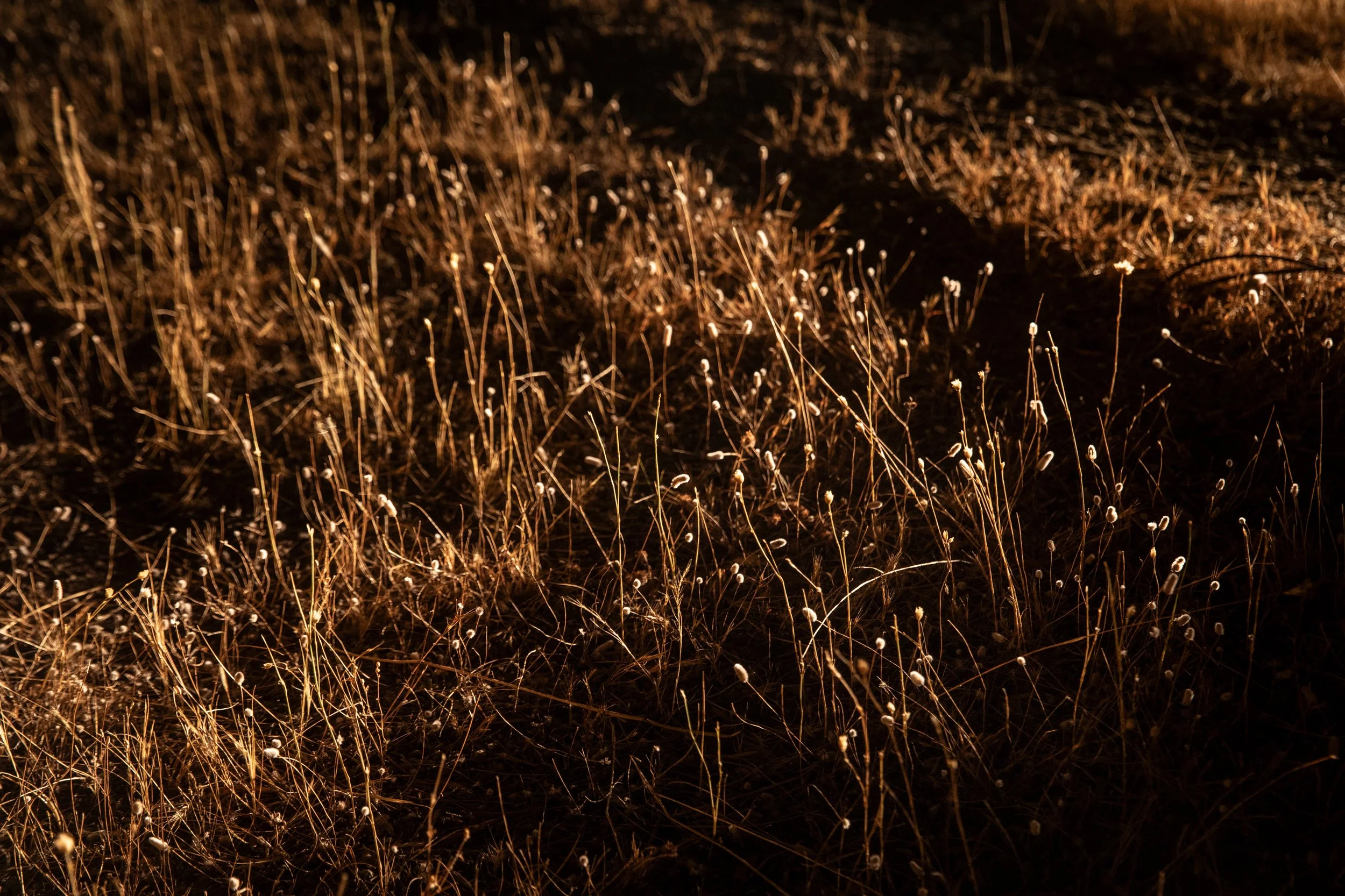 Soil - Guilty Grounds.jpg