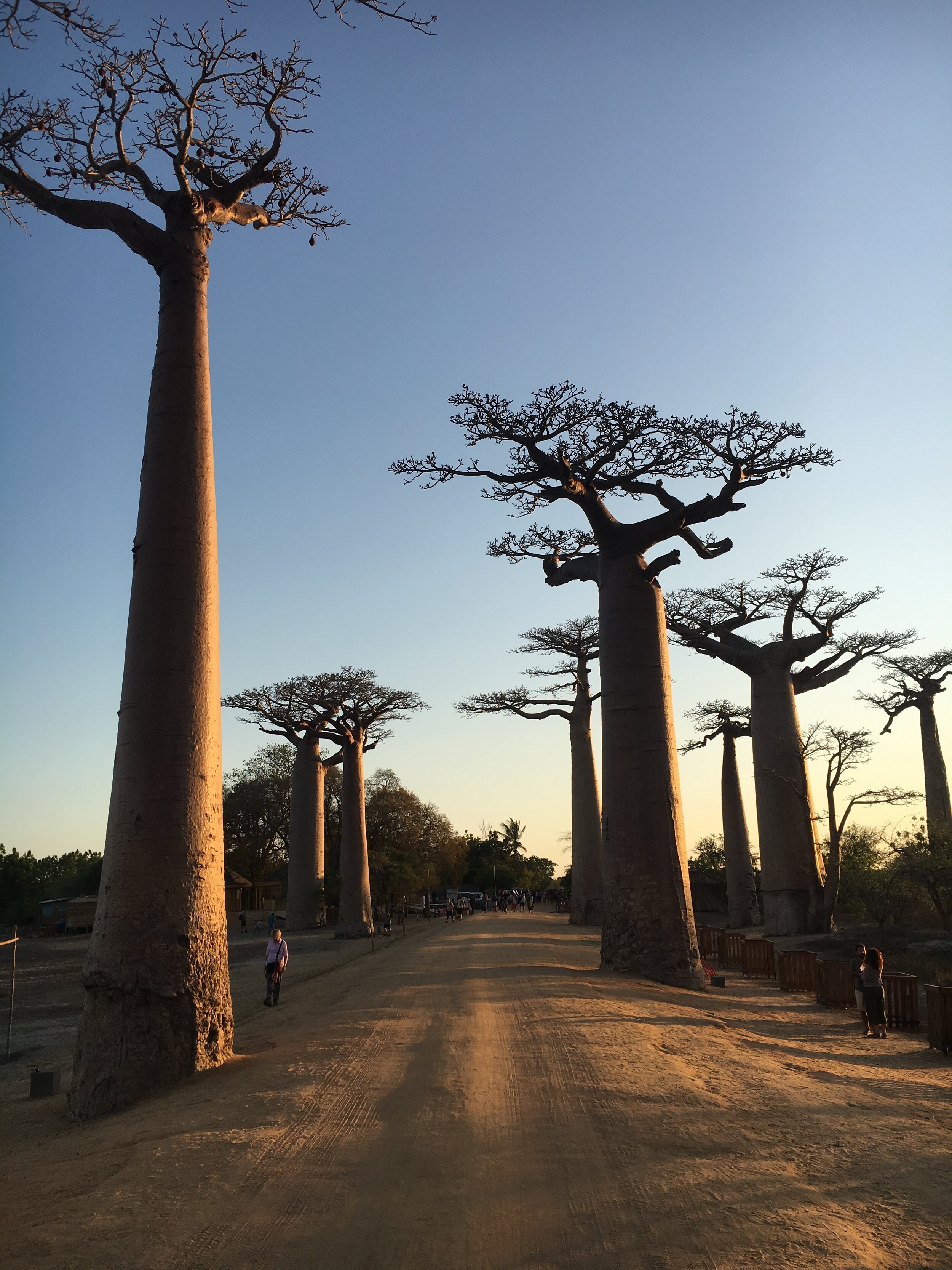 Avenue of the Baobabs, Madagascar.  2018