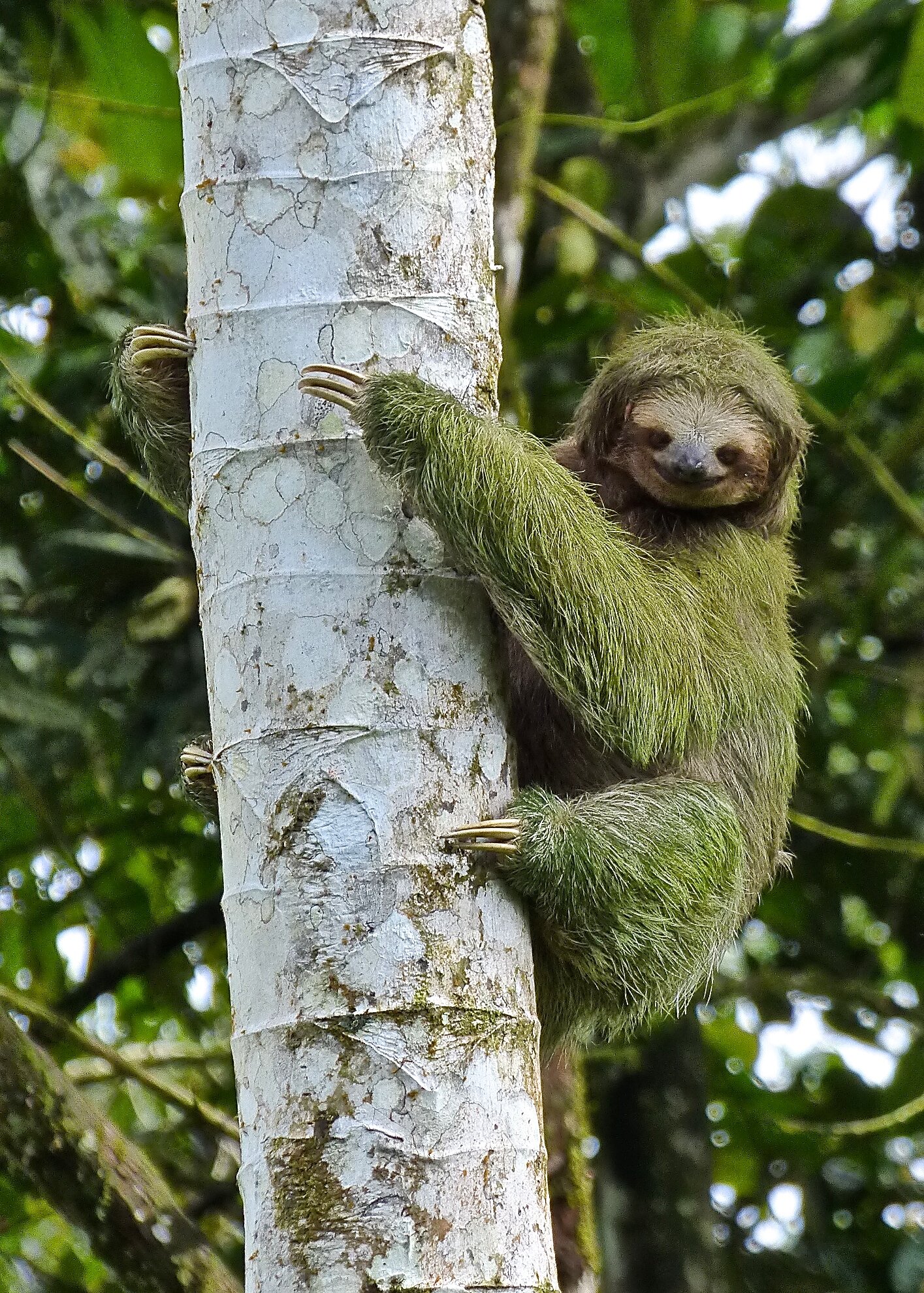 Sloth, Costa Rica.  2015