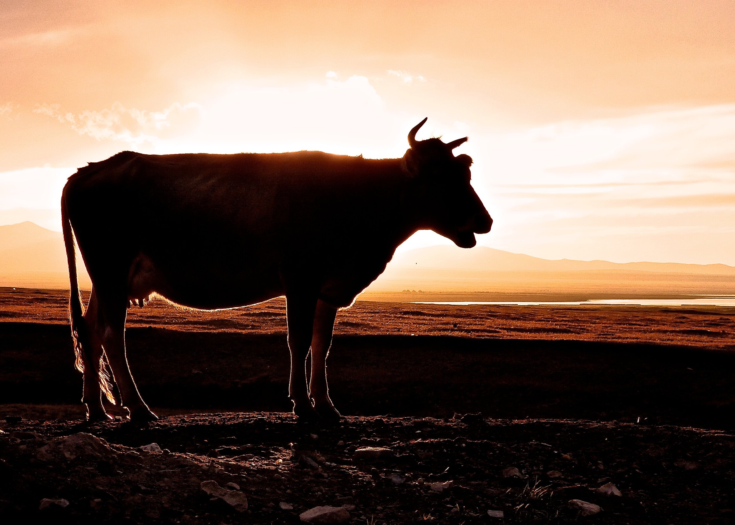 Cow at Lake Song-Kol, Kyrgzstan.  2015