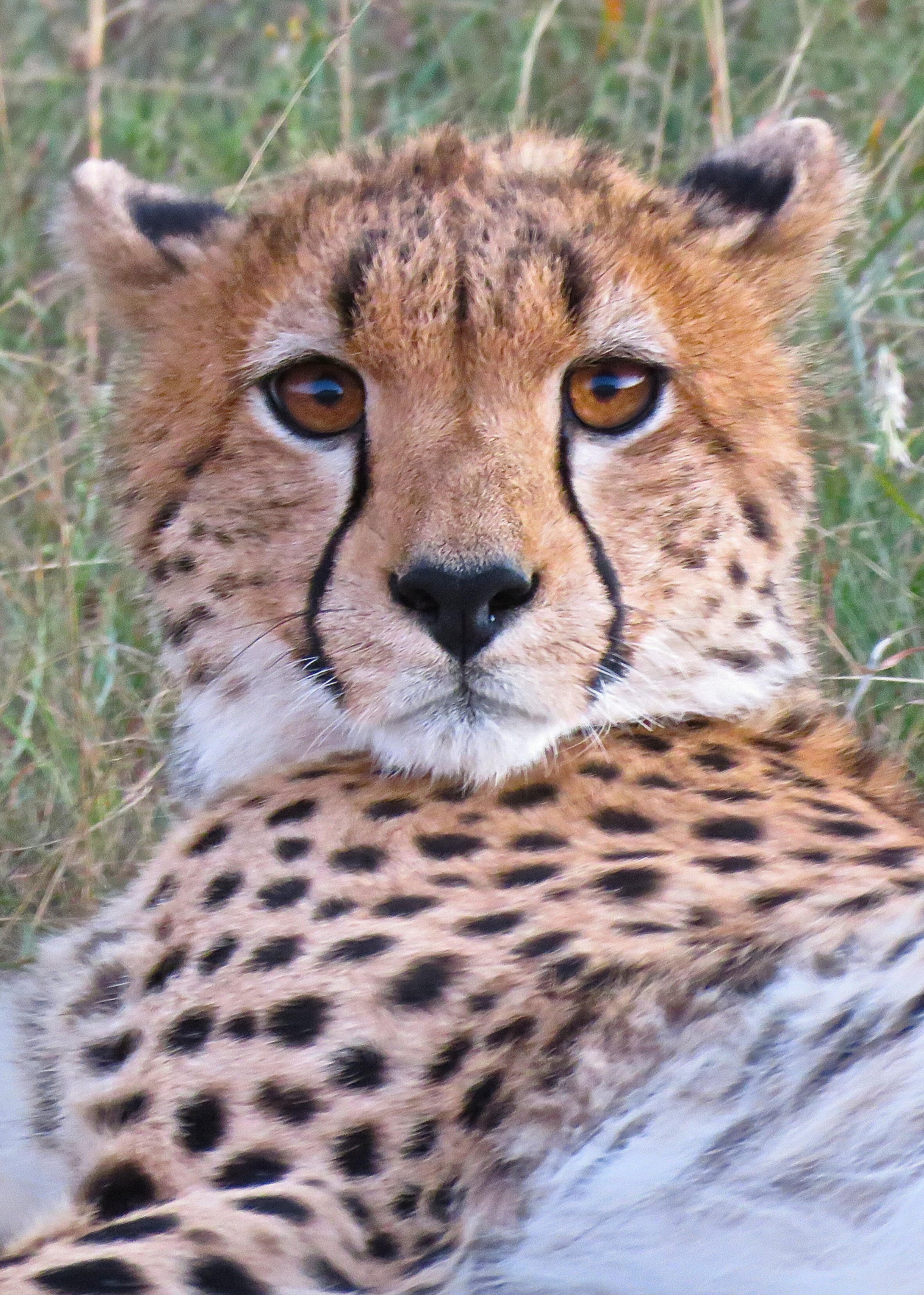 Cheetah, Masai Mara, Kenya.  2016