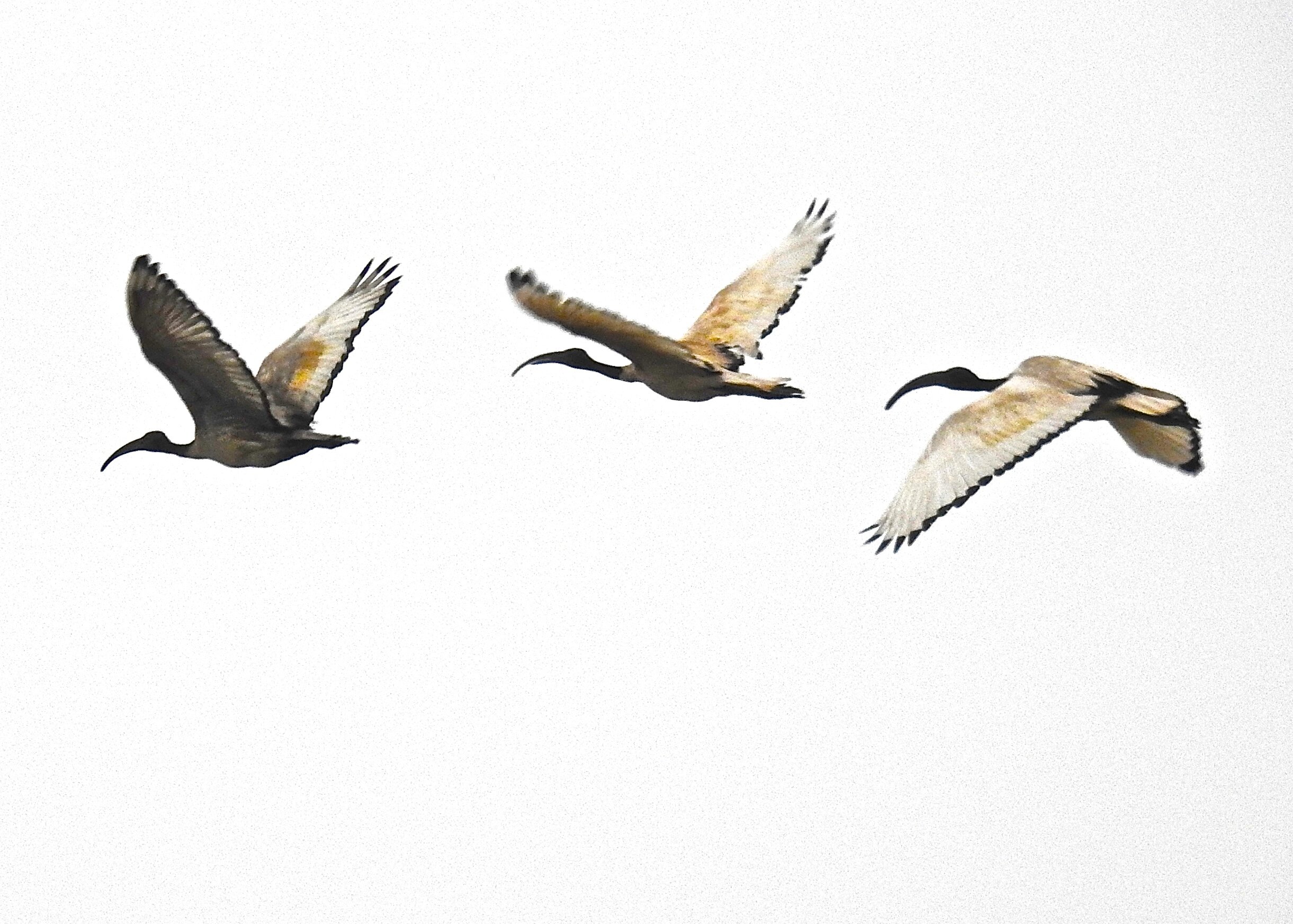 Sacred Ibis, Robben Island, Capetown, South Africa.  2019
