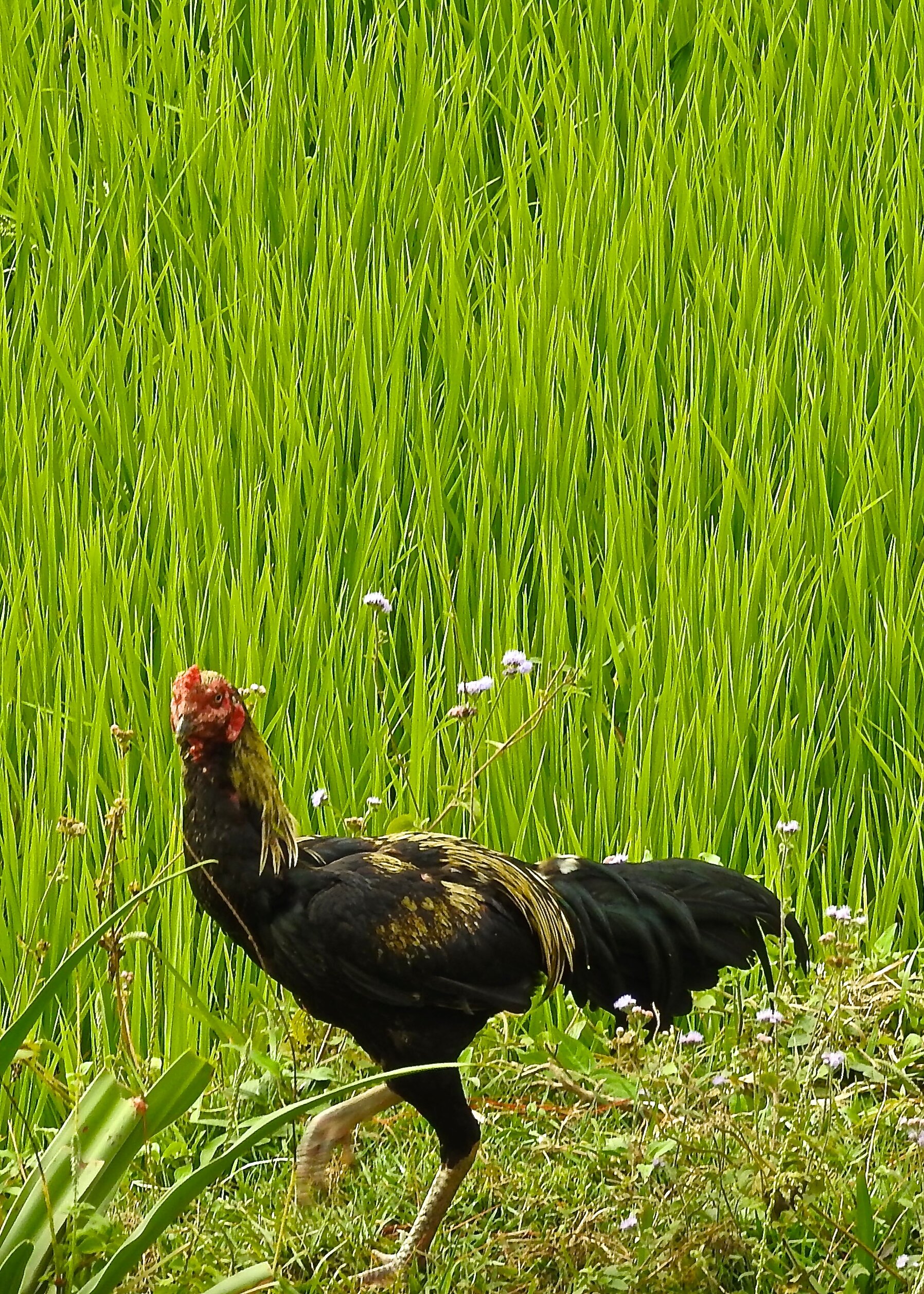 Rooster, Madagascar.  2018