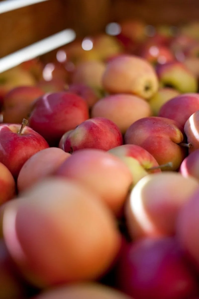 What's in Season: Norwegian Apples