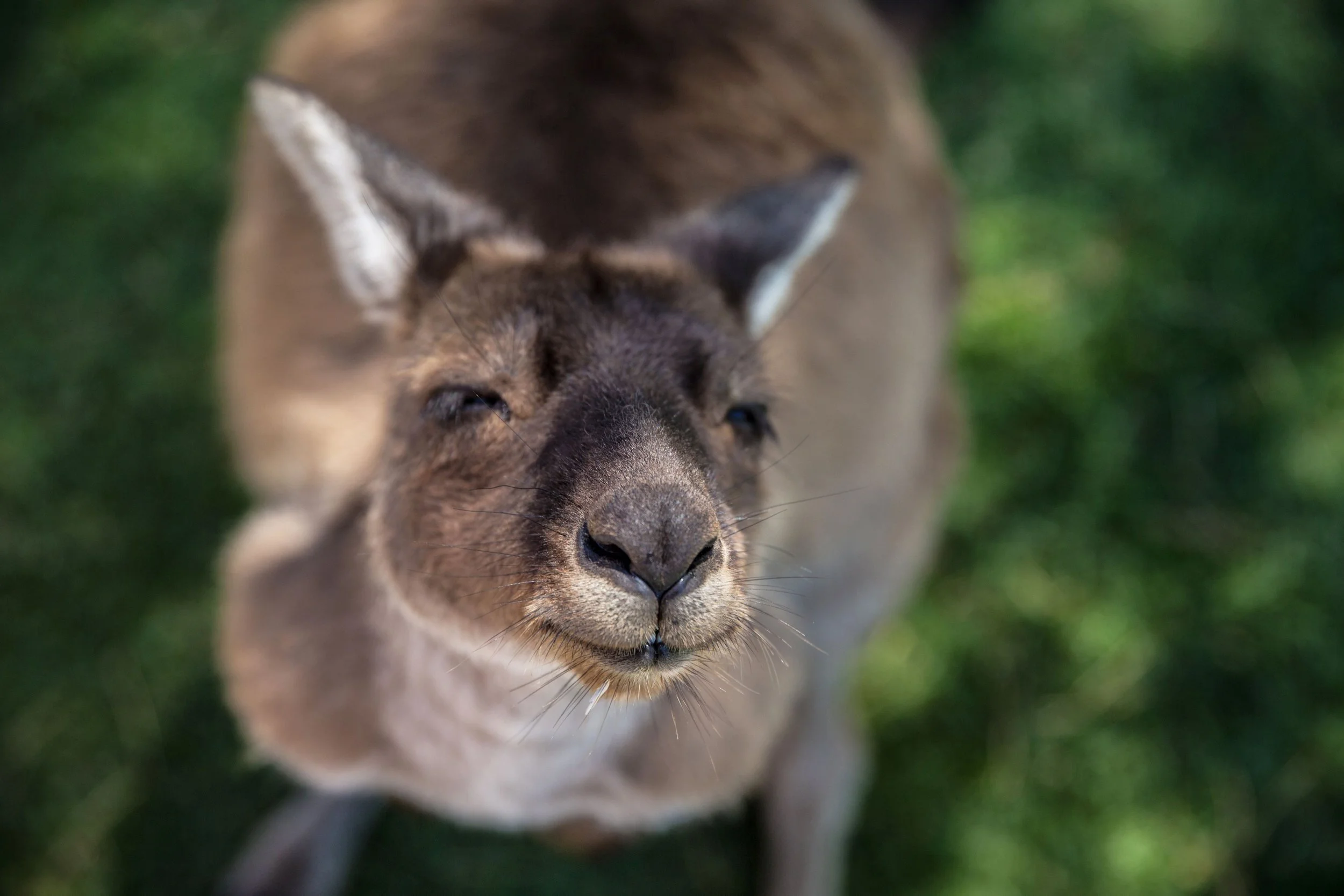 Family Adventures Await: The Ultimate Guide to Kid-Friendly Activities in Port Lincoln