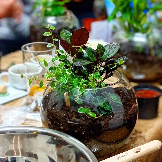 Our next ONLINE Workshop - Open Terrariums 2nd July
