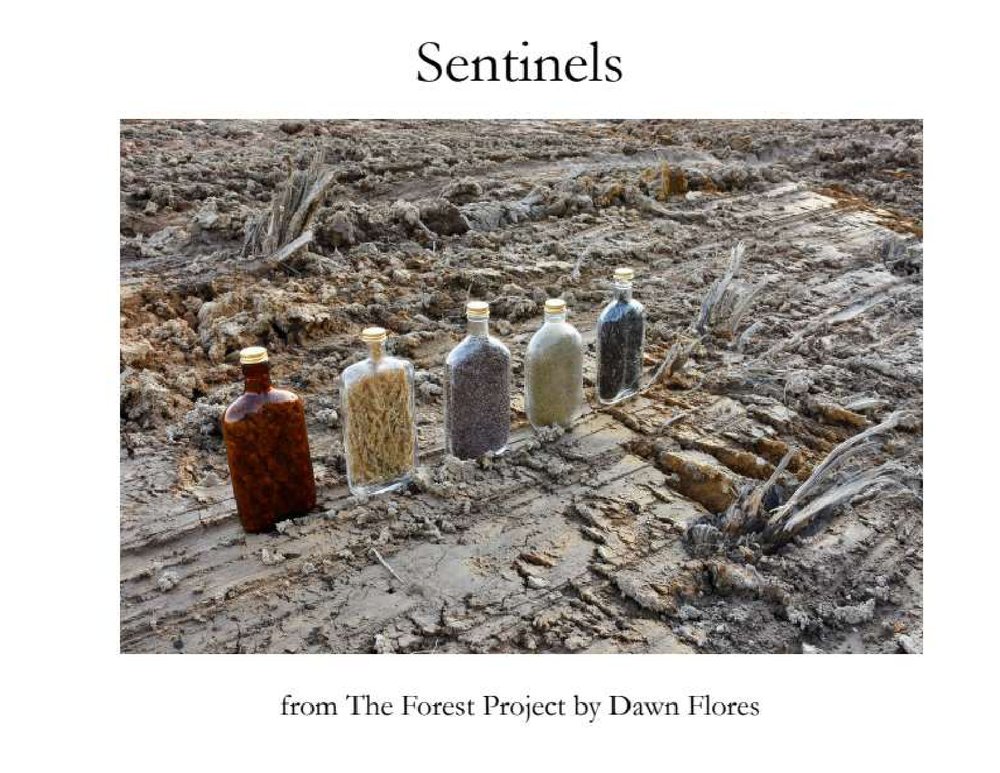 Sentinels_Dawn Flores_10_4_2023_page-0001.jpg