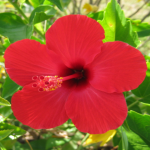 L’HIBISCUS, UNE FLEUR AUSSI BELLE QUE BÉNÉFIQUE